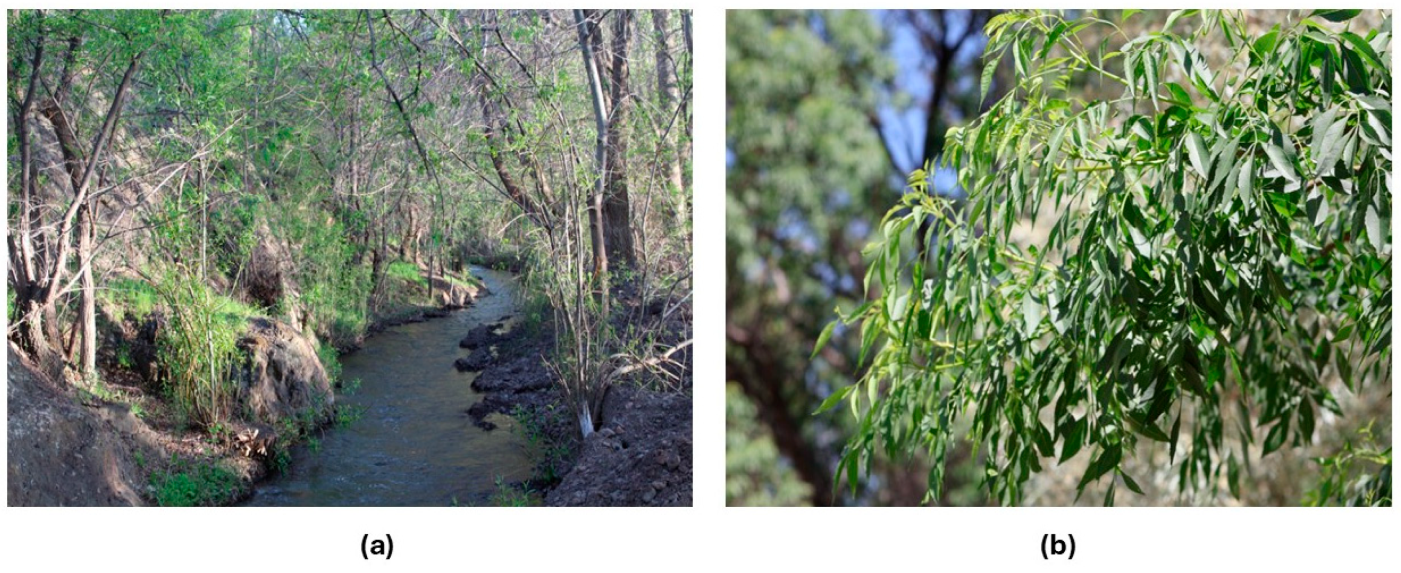 Forests 16 01340 g002 Forests 16 01340 g002