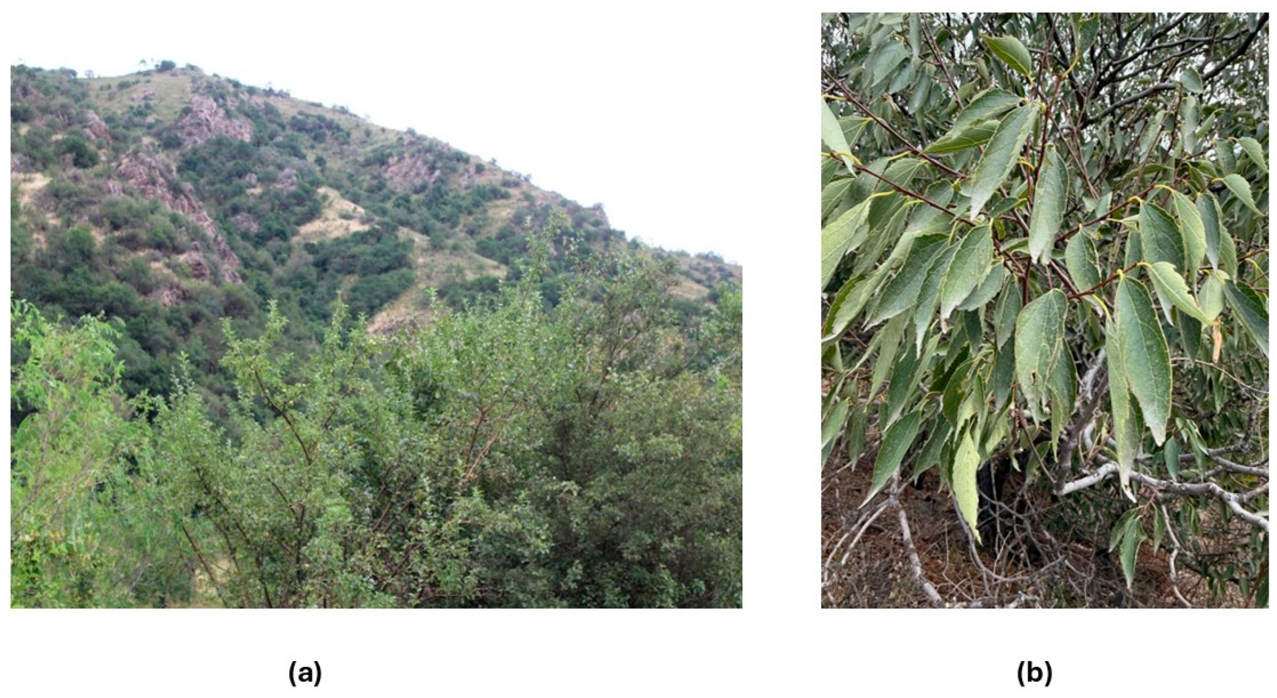 Forests 16 01340 g003 Forests 16 01340 g003