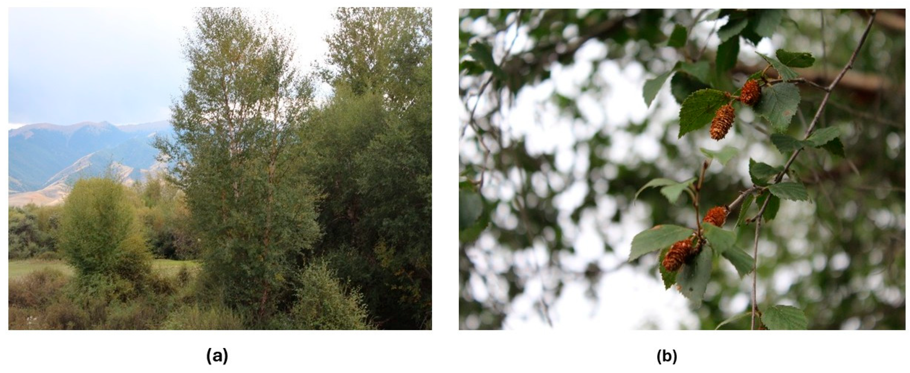 Forests 16 01340 g004 Forests 16 01340 g004