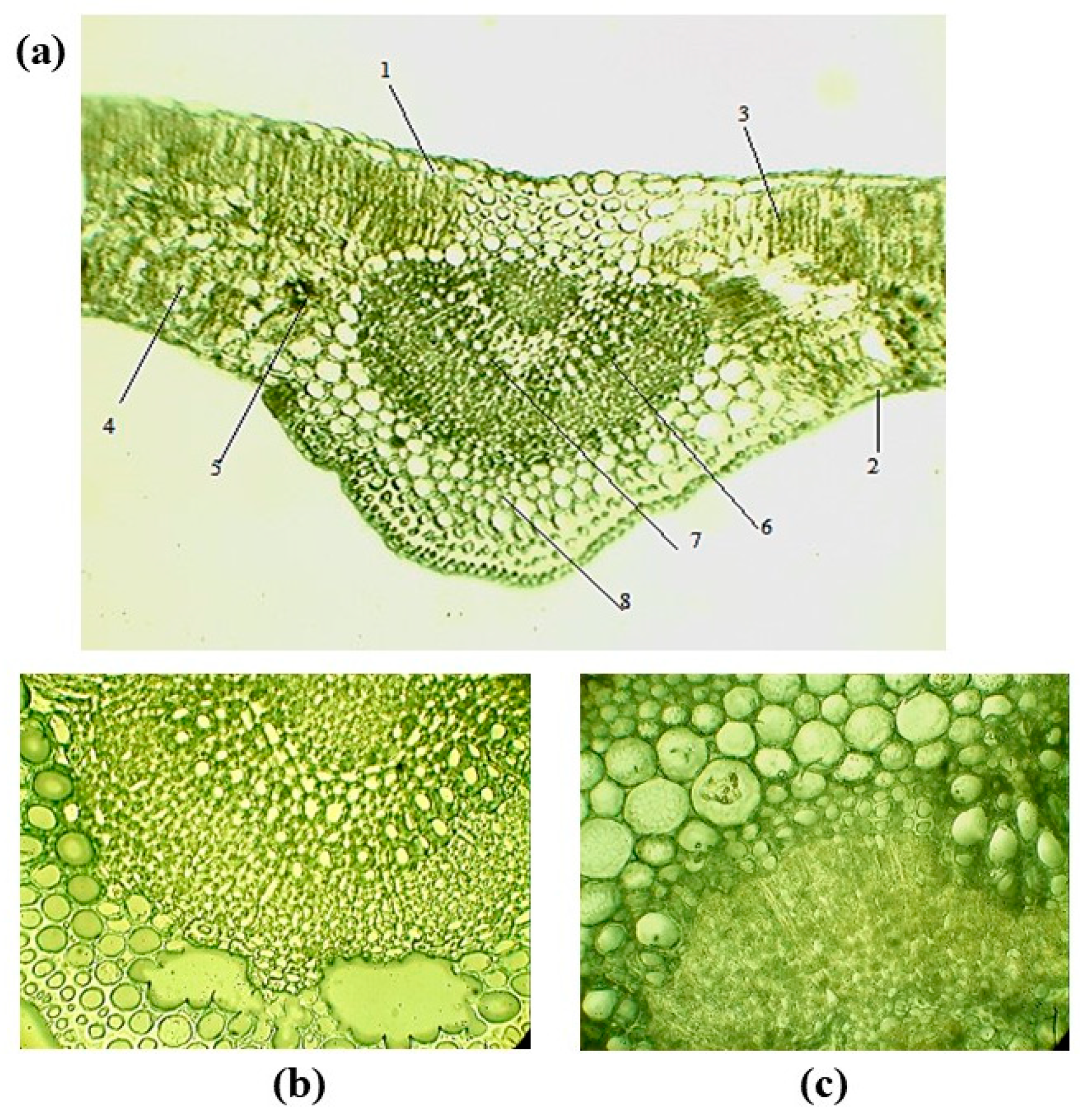Forests 16 01340 g005 Forests 16 01340 g005