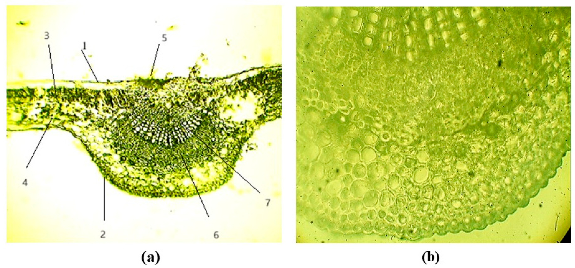 Forests 16 01340 g007 Forests 16 01340 g007