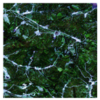 Forests 16 01342 i002 Forests 16 01342 i002