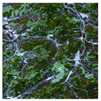 Forests 16 01342 i012 Forests 16 01342 i012