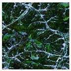 Forests 16 01342 i022 Forests 16 01342 i022