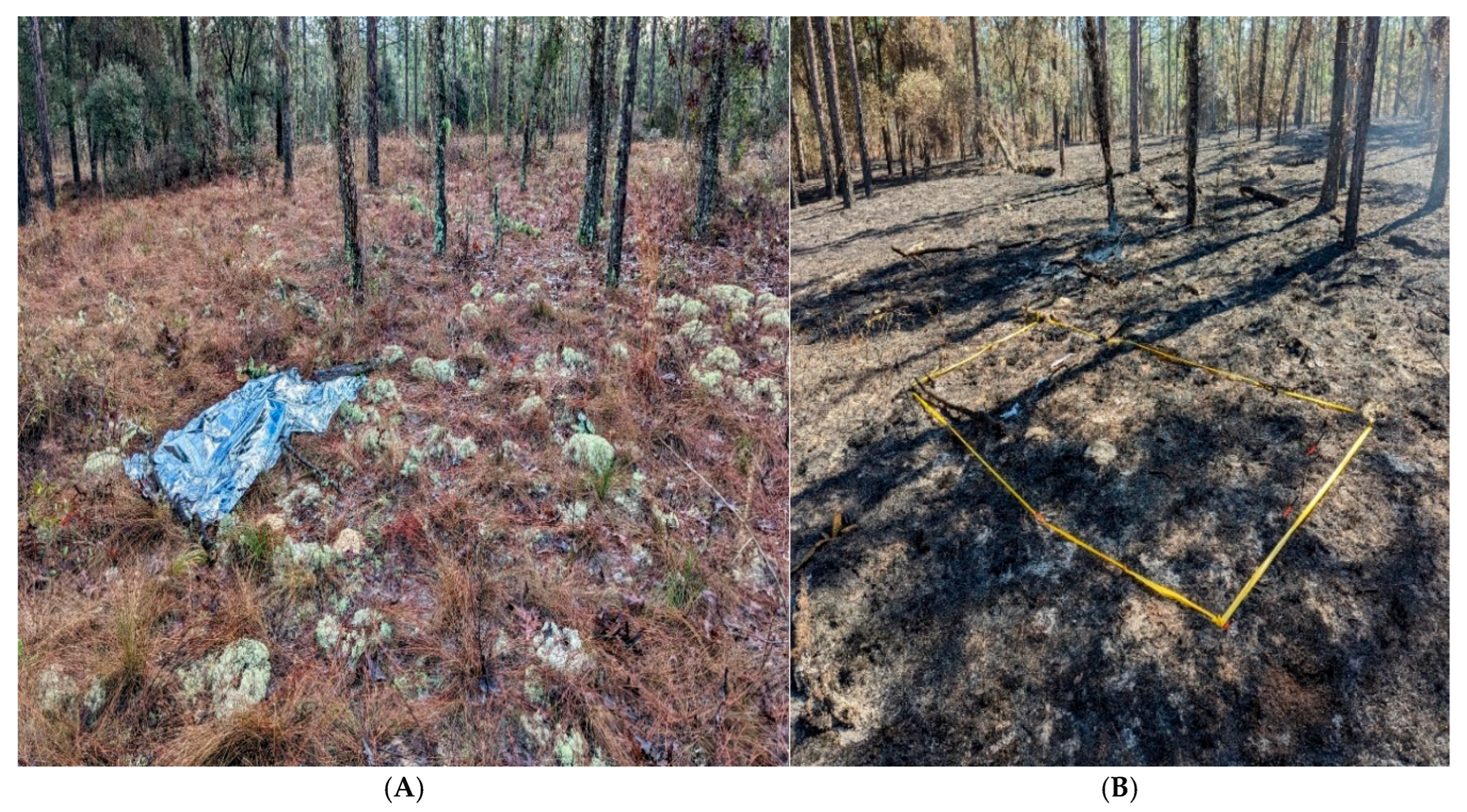 Forests 16 01385 g002