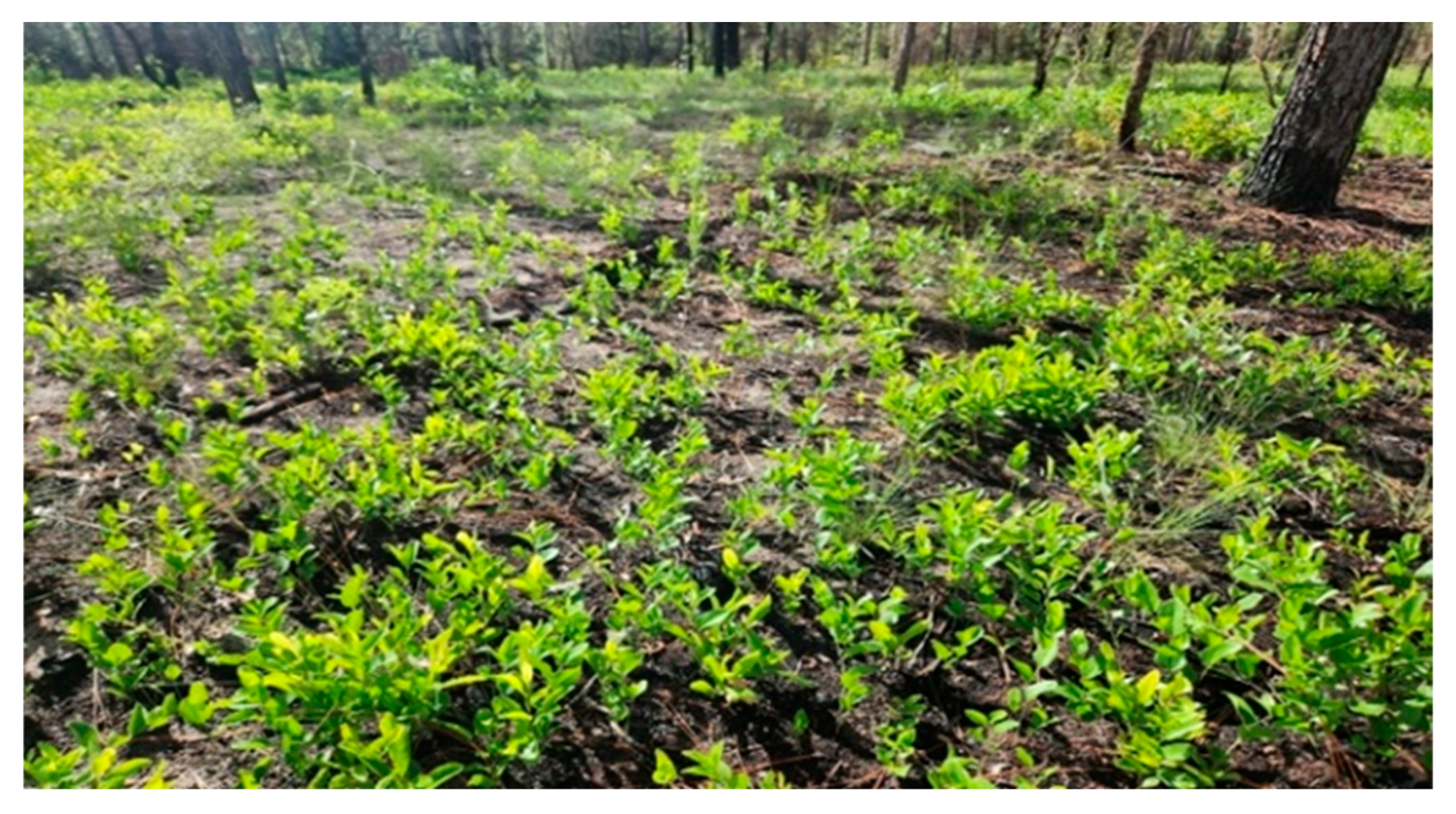 Forests 16 01385 g006