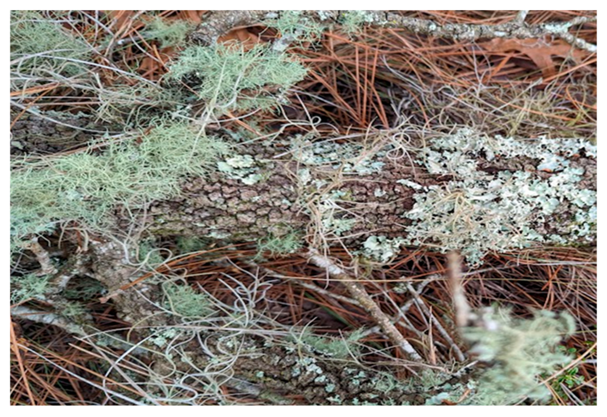 Forests 16 01385 g007