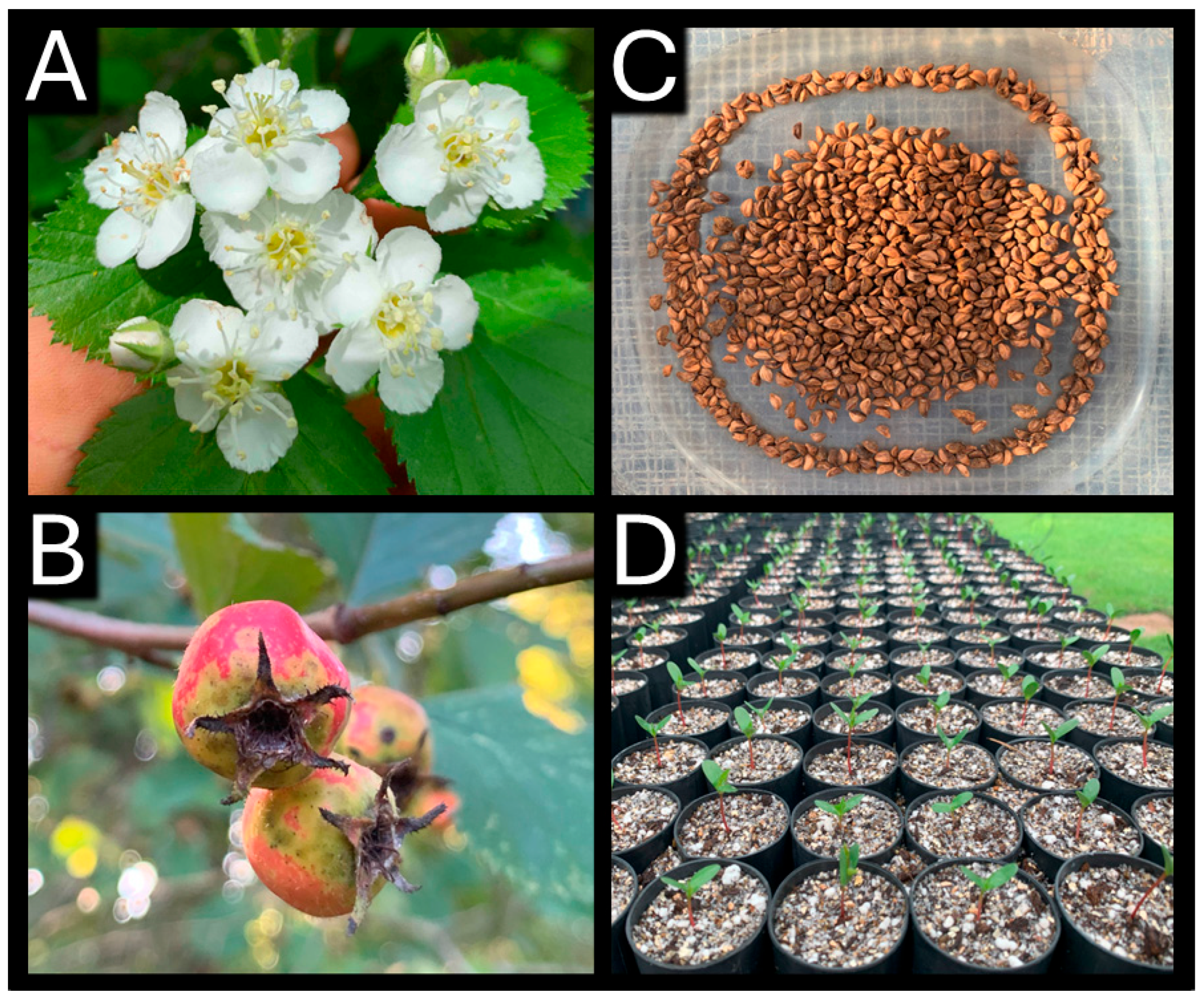 Forests 16 01394 g001