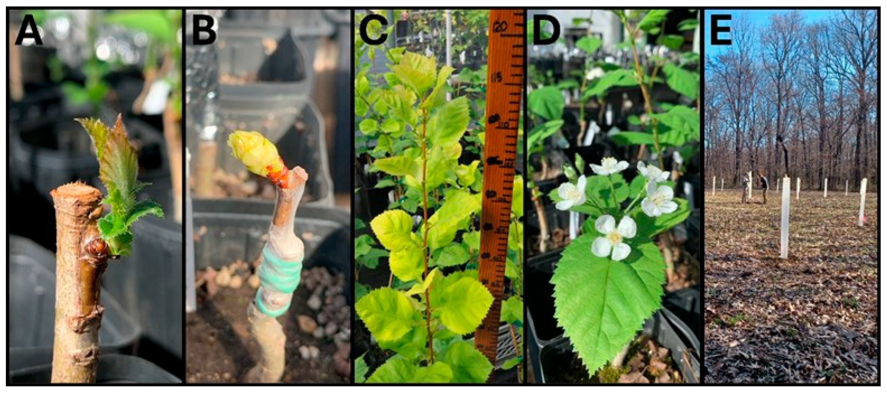 Forests 16 01394 g002