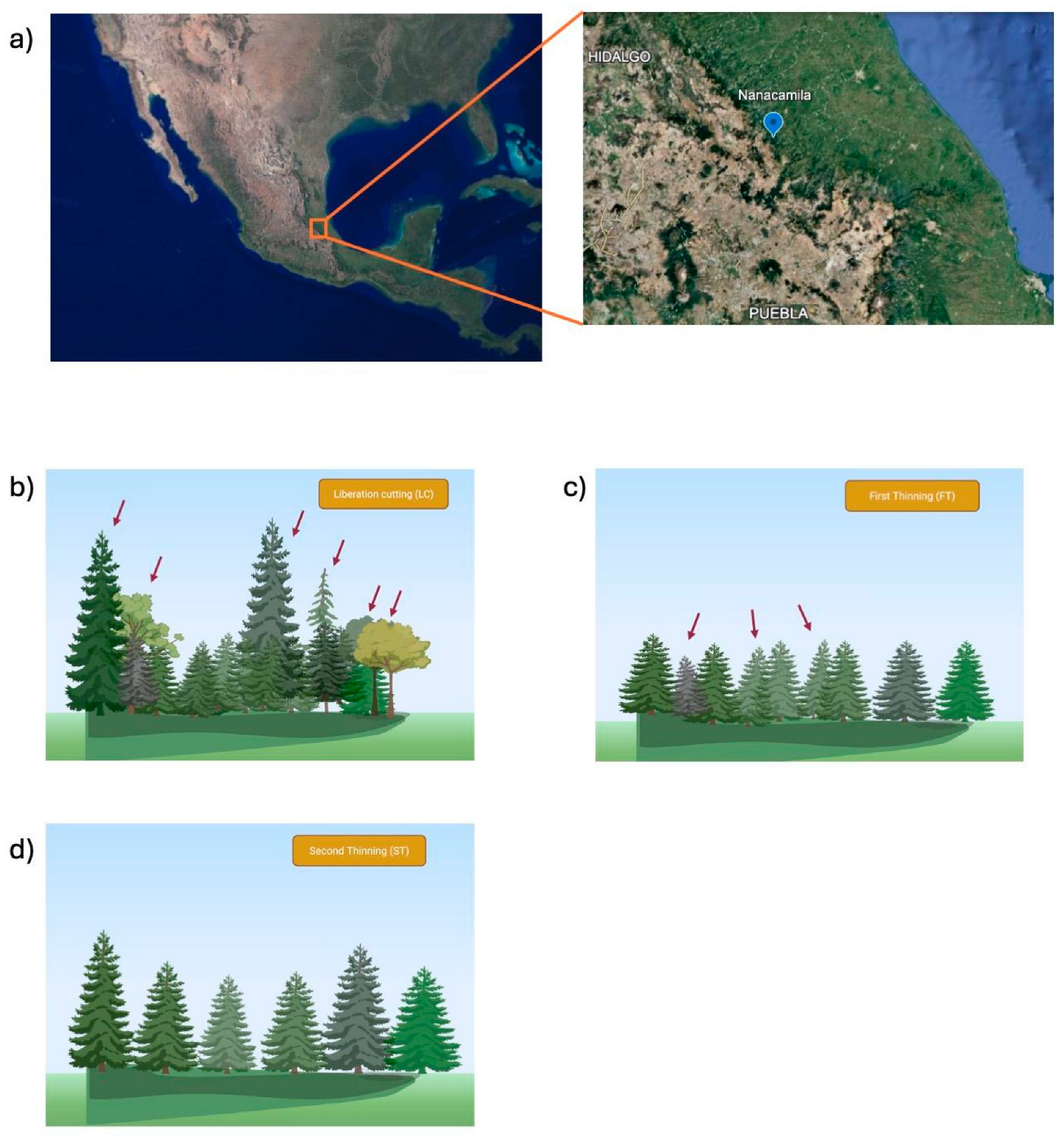 Forests 16 01397 g001 Forests 16 01397 g001