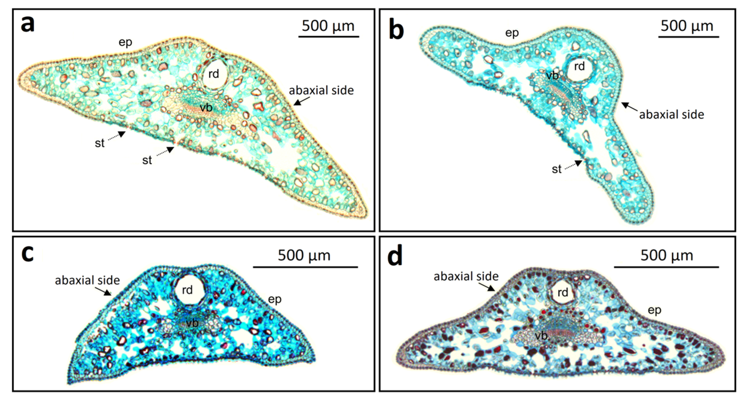 Forests 16 01406 g002