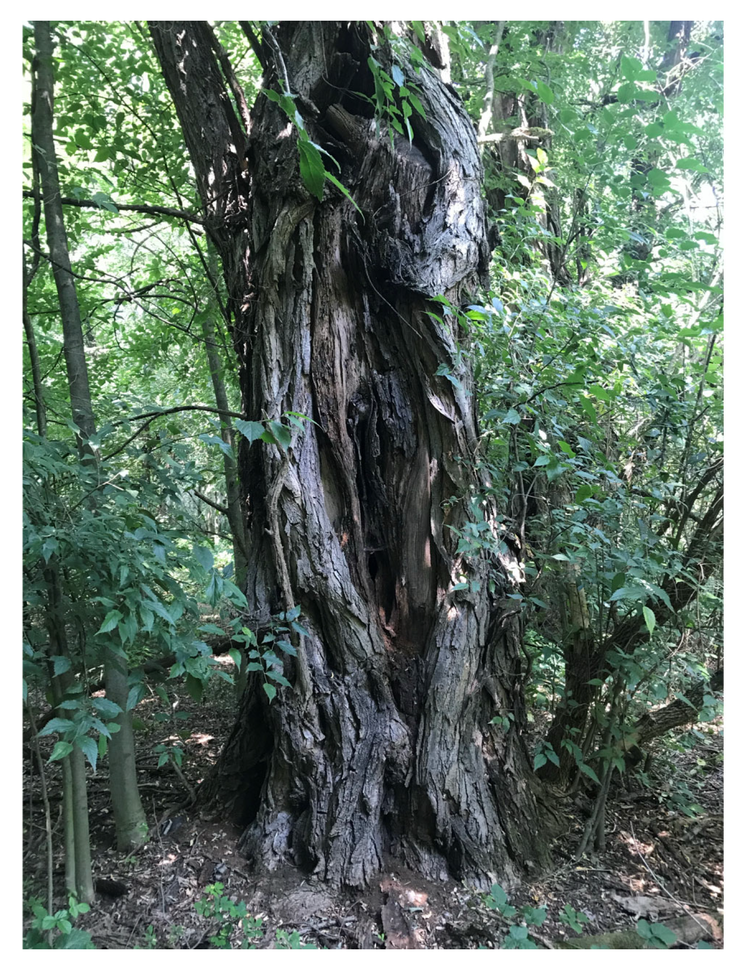 Forests 16 01410 g007