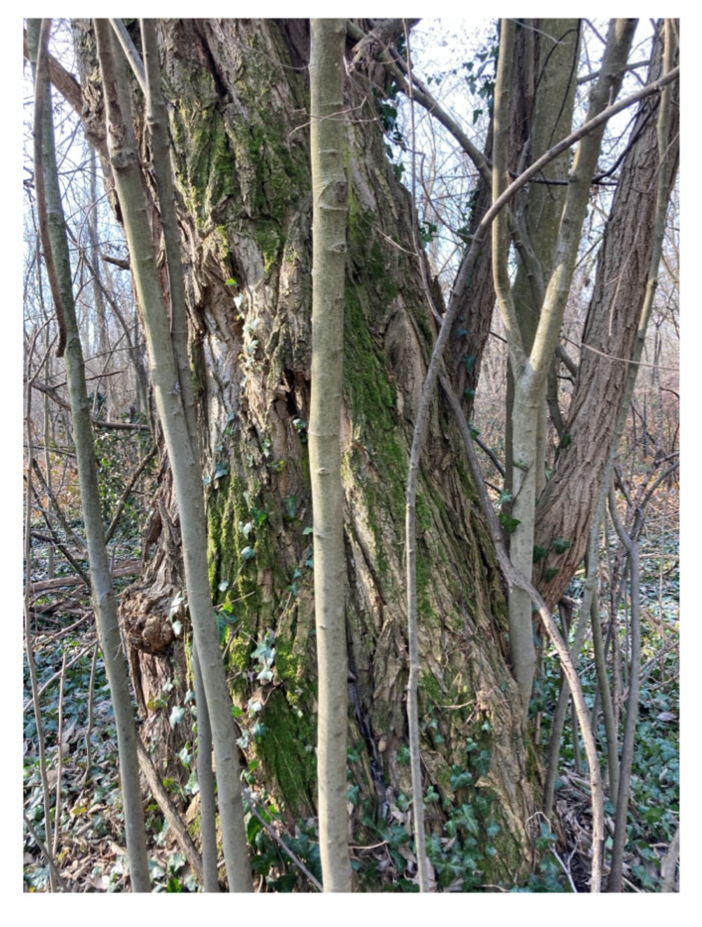 Forests 16 01410 g010