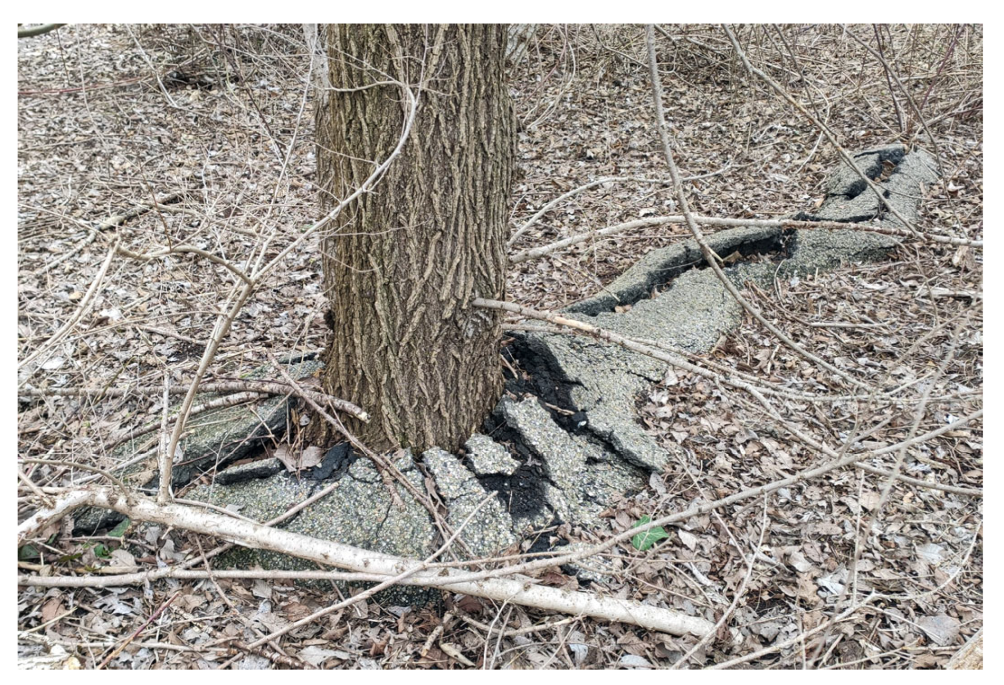 Forests 16 01410 g014