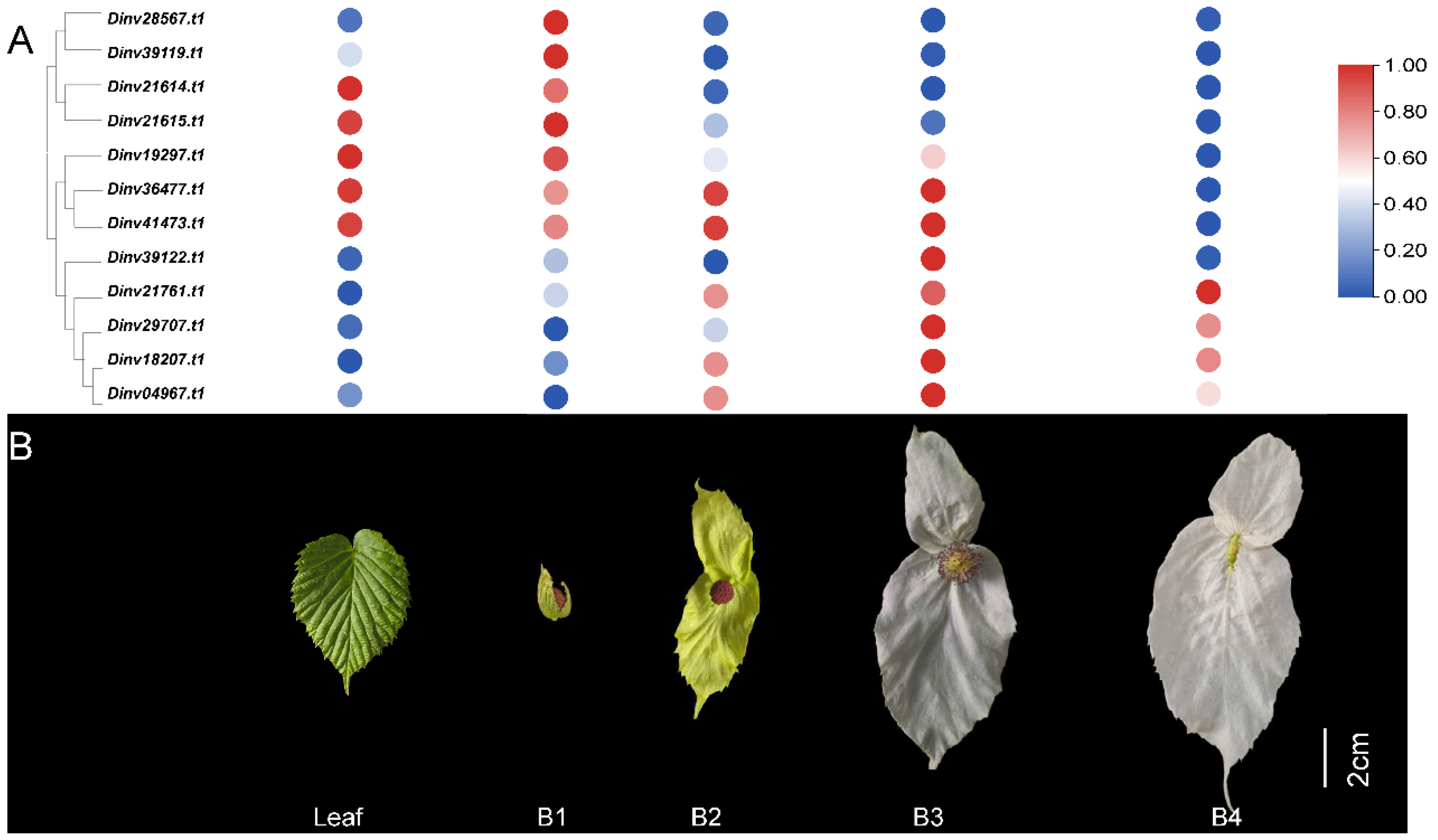 Forests 16 01425 g001 Forests 16 01425 g001