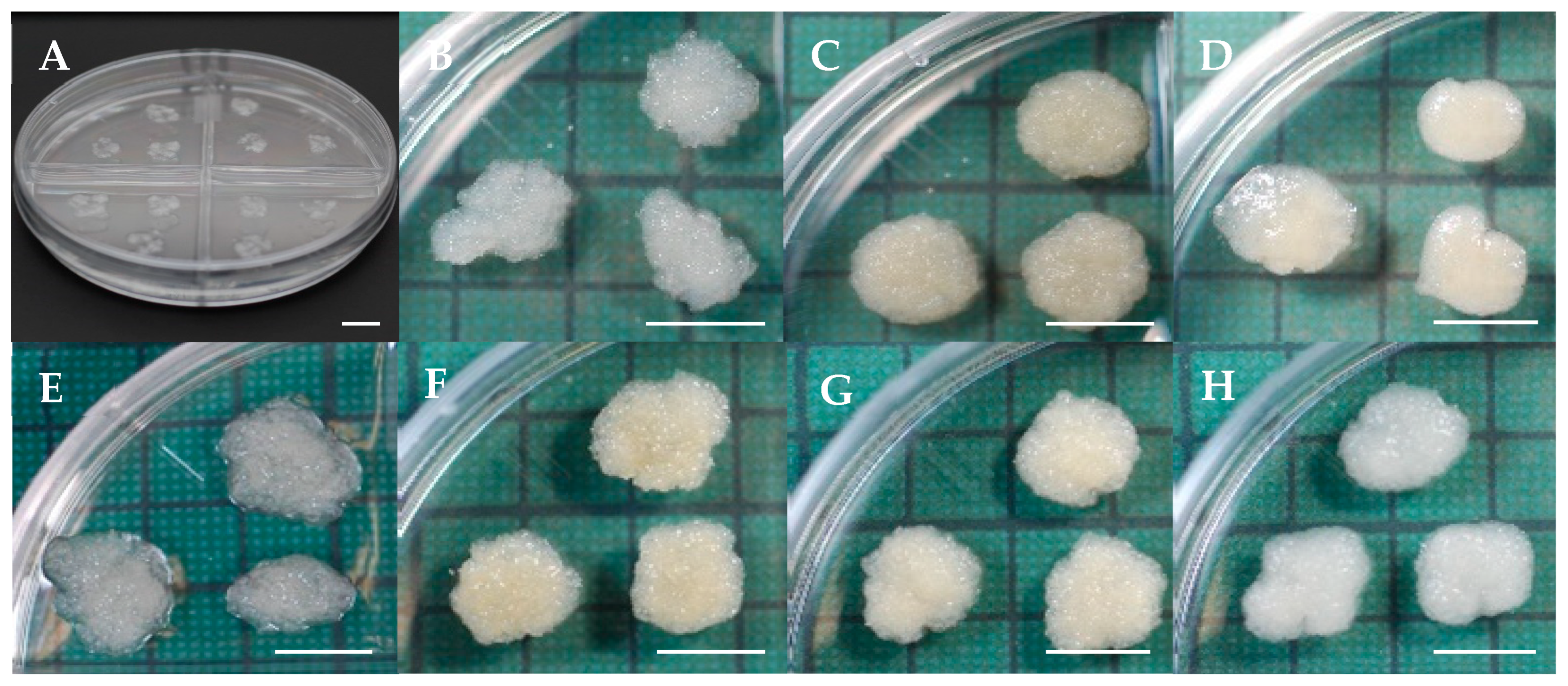 Forests 16 01431 g001 Forests 16 01431 g001