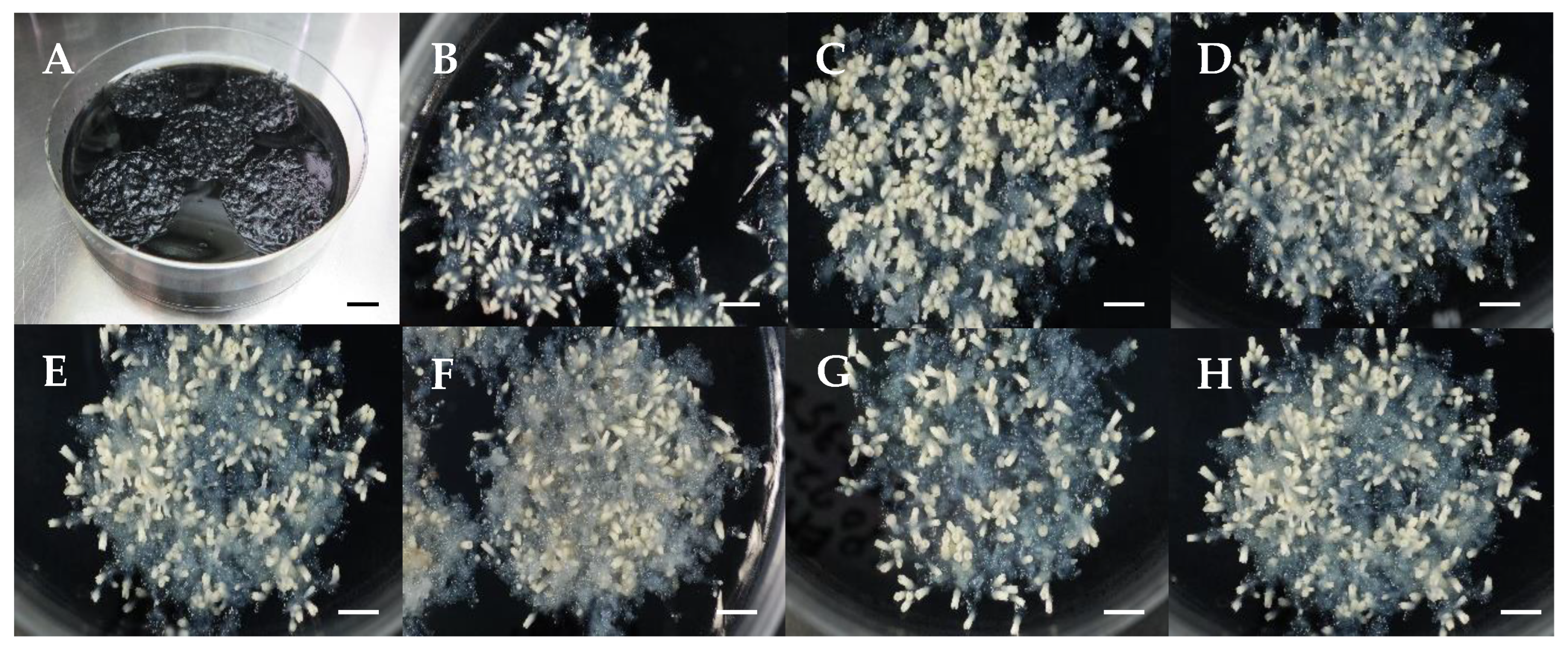 Forests 16 01431 g003 Forests 16 01431 g003