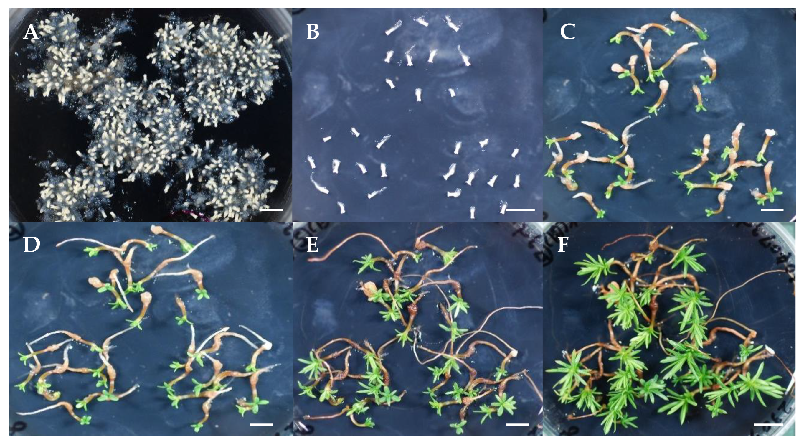 Forests 16 01431 g004 Forests 16 01431 g004