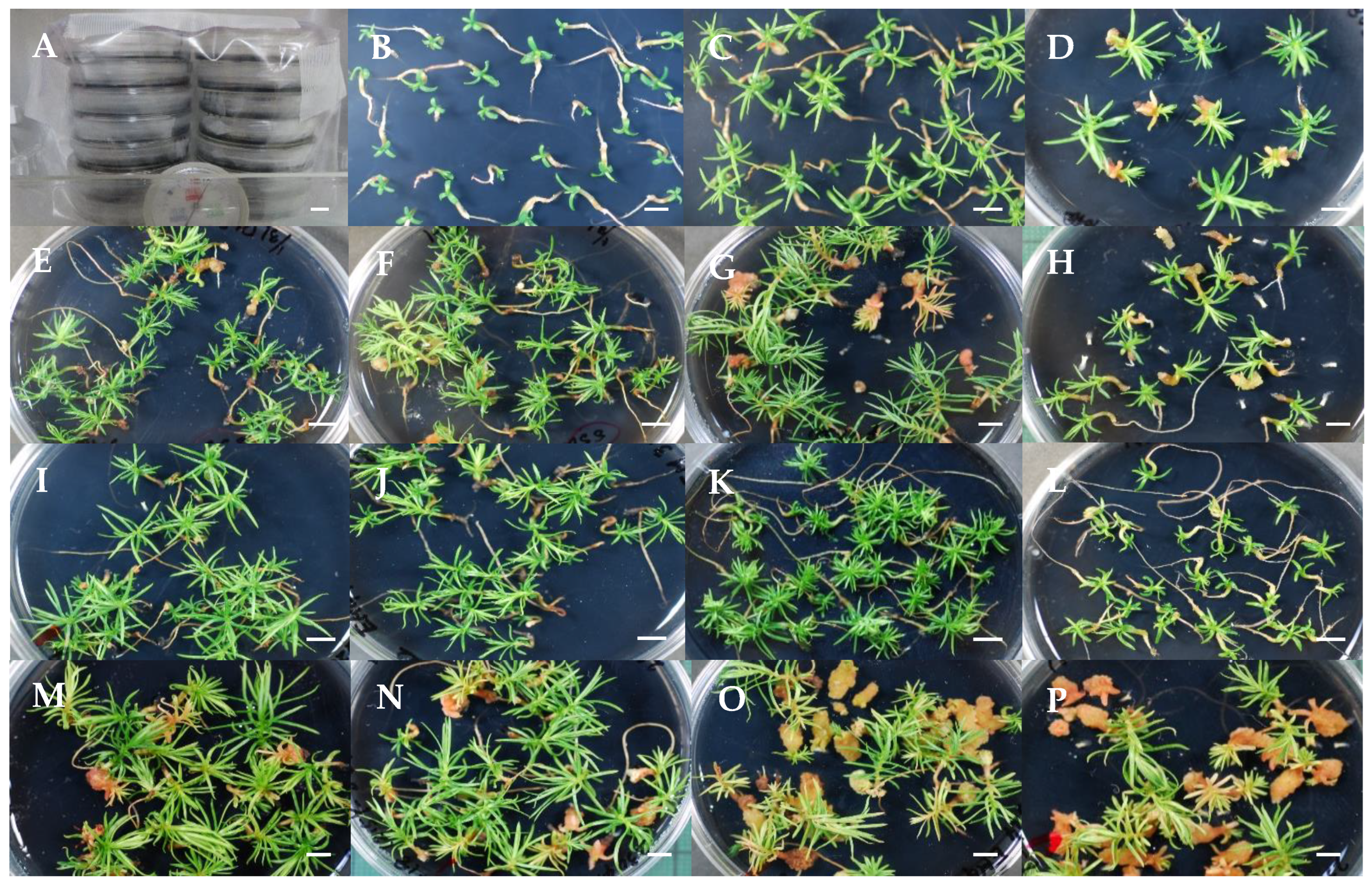 Forests 16 01431 g007 Forests 16 01431 g007