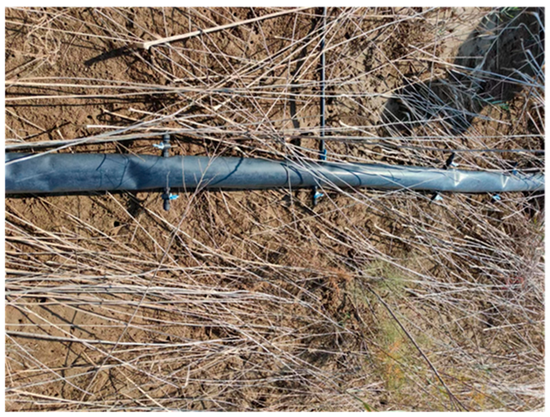 Forests 16 01432 g015 Forests 16 01432 g015