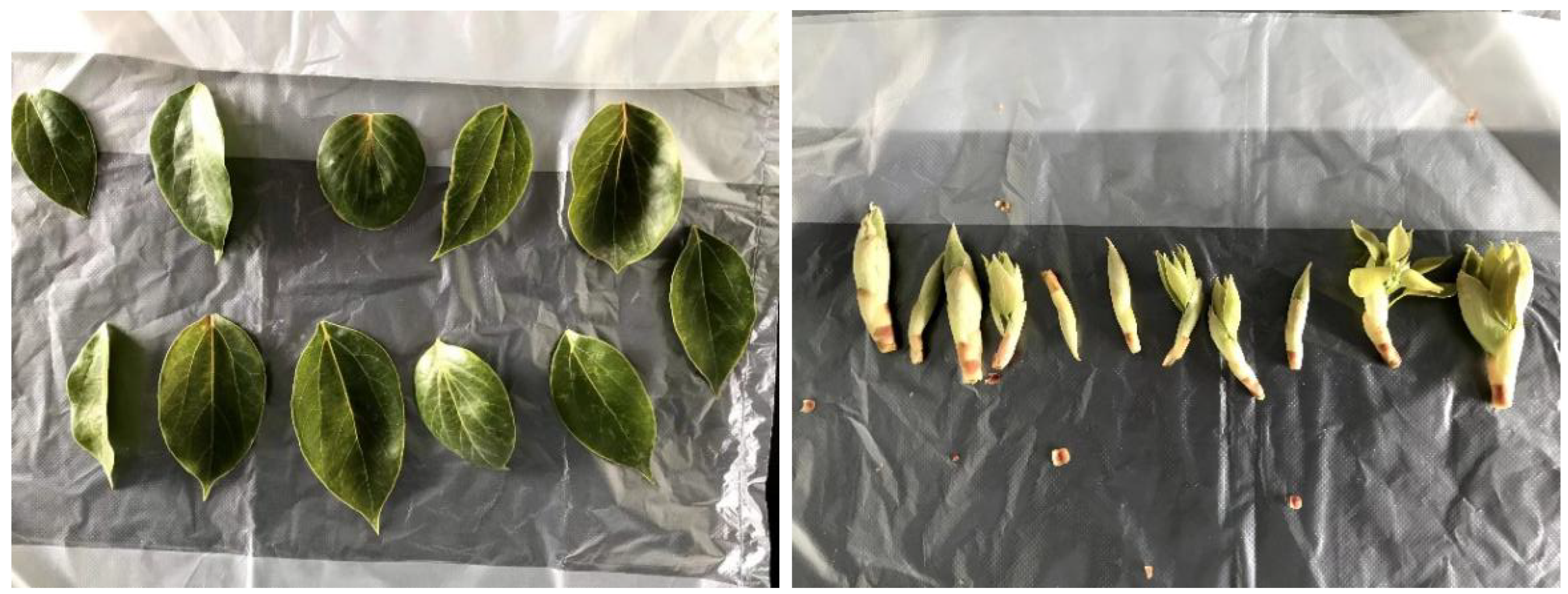 Forests 16 01433 g002