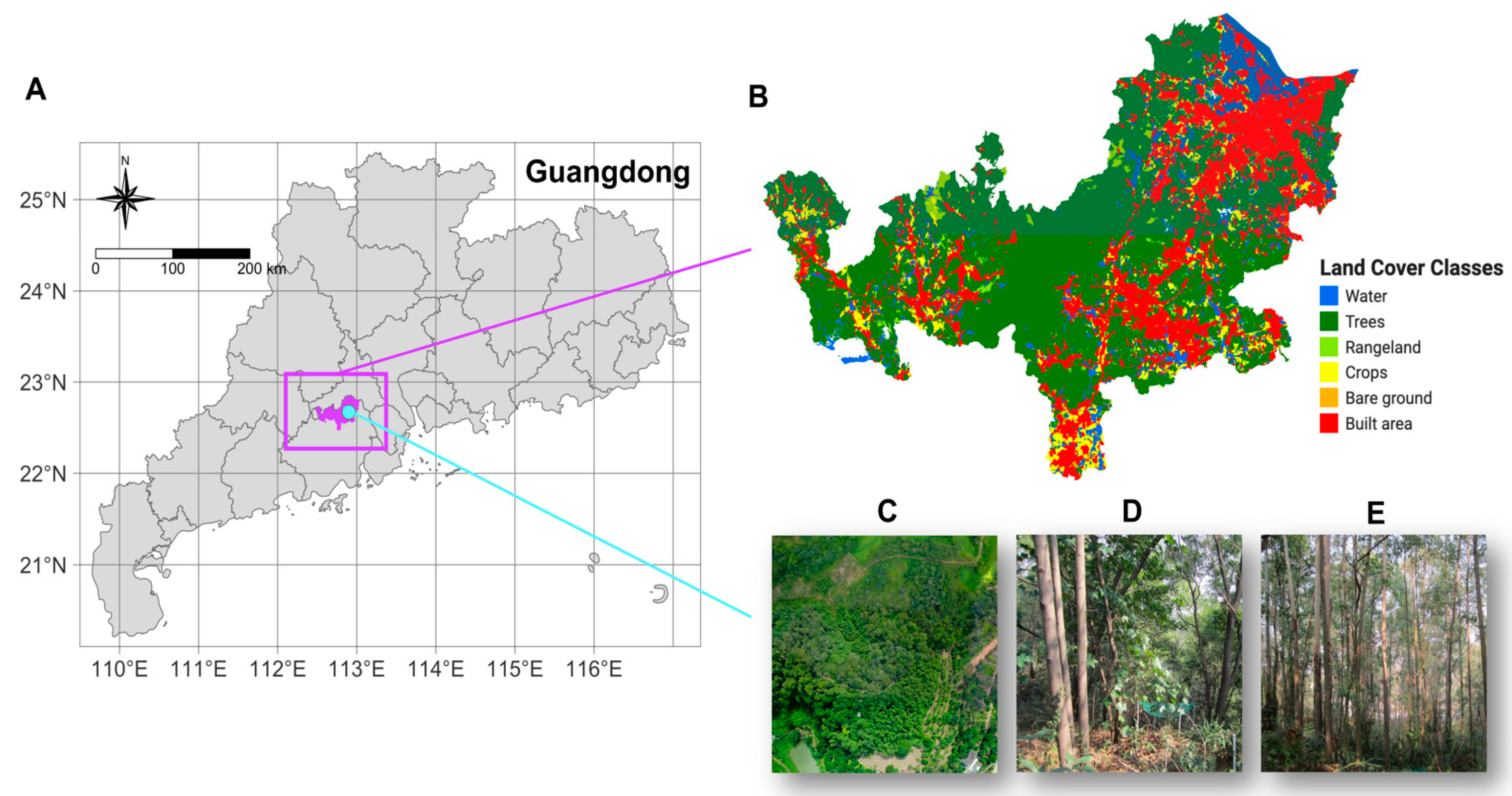 Forests 16 01435 g001 Forests 16 01435 g001