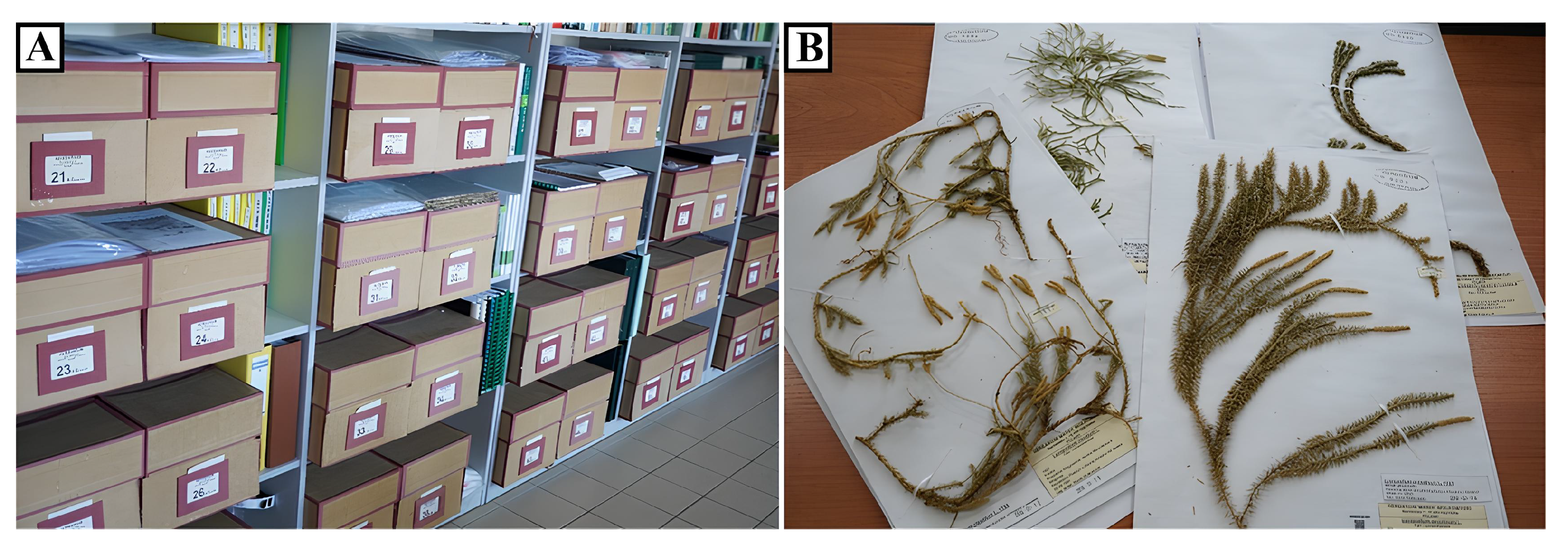 Forests 16 01437 g004