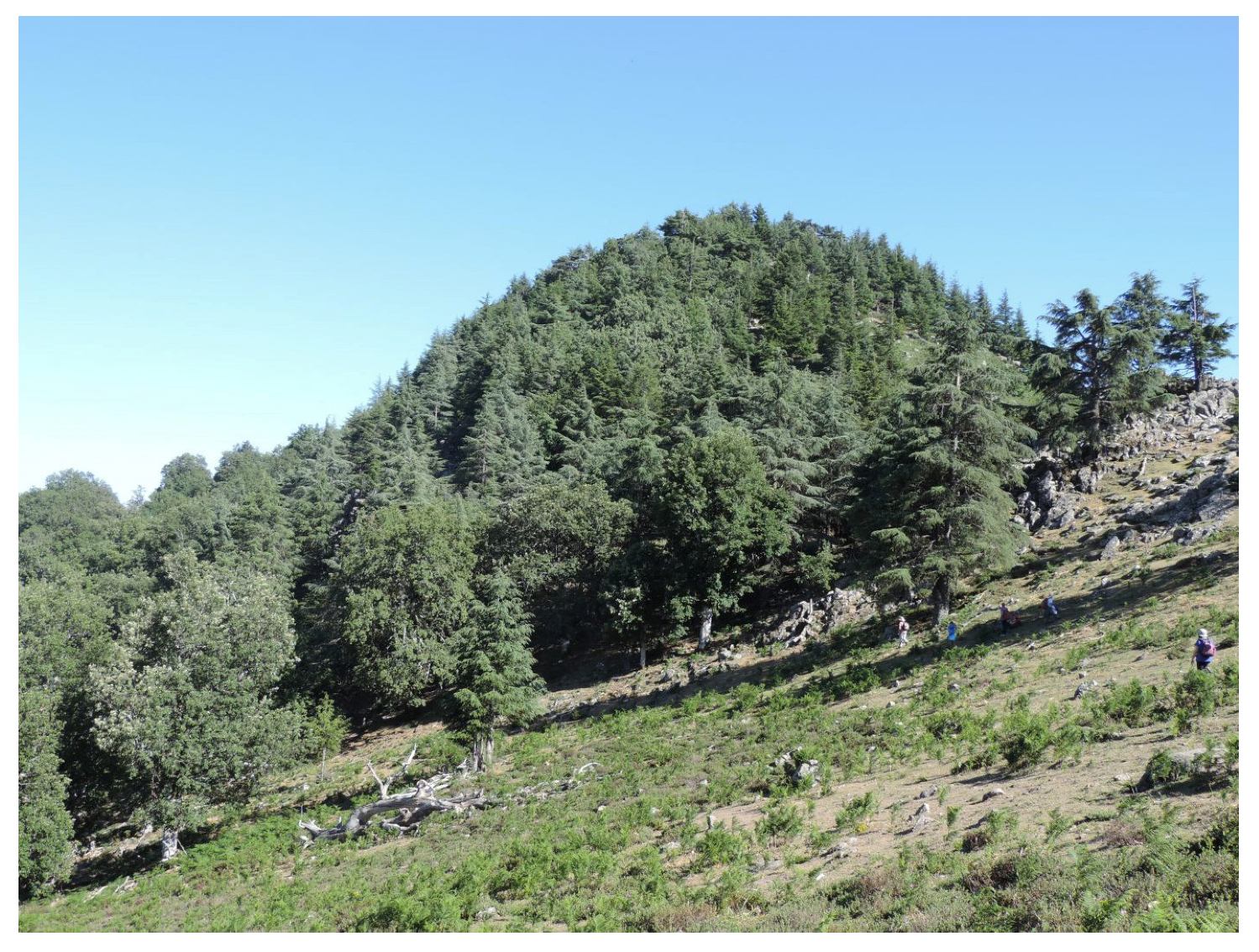 Forests 16 01441 g003 Forests 16 01441 g003