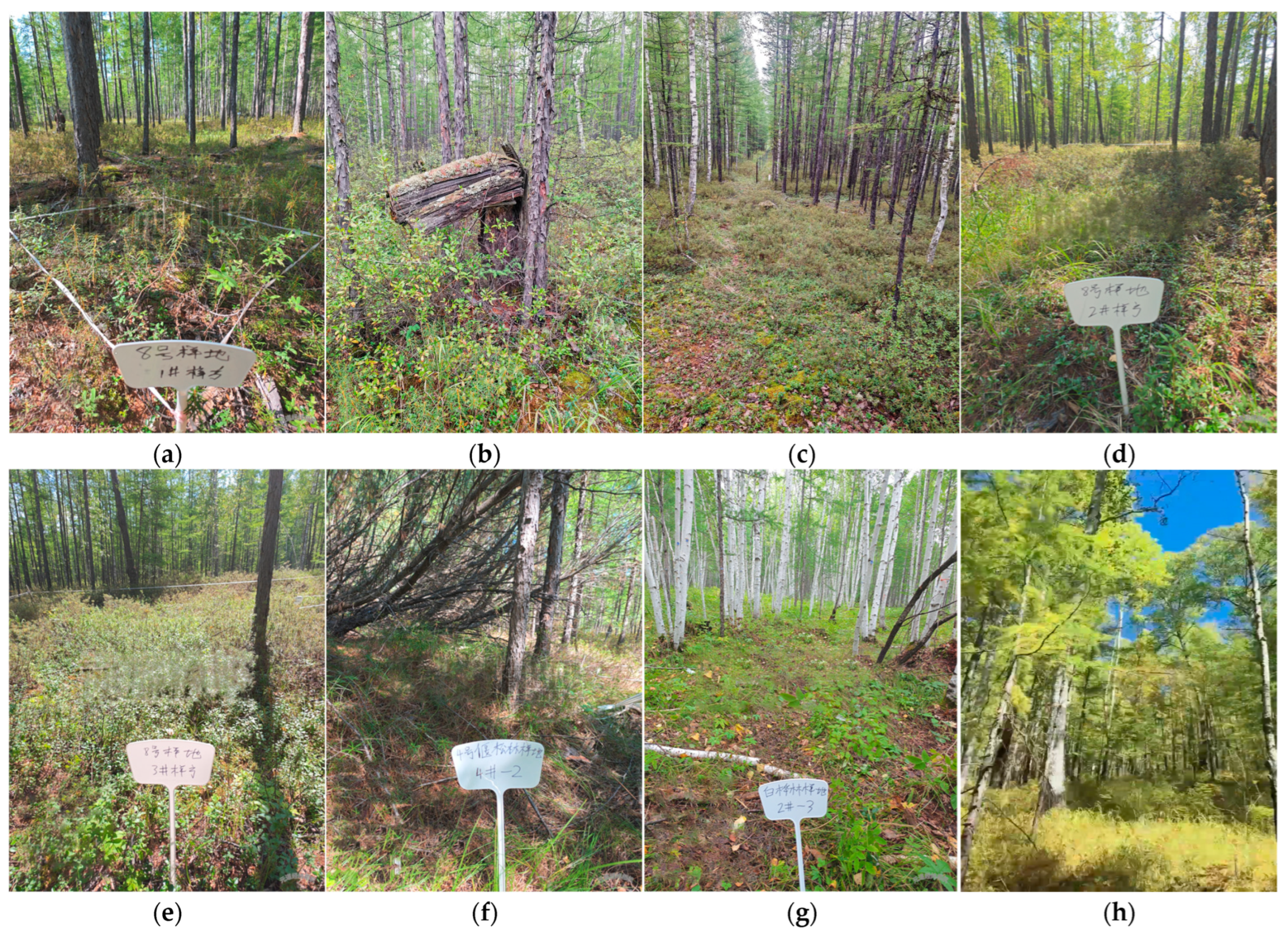 Forests 16 01449 g002 Forests 16 01449 g002