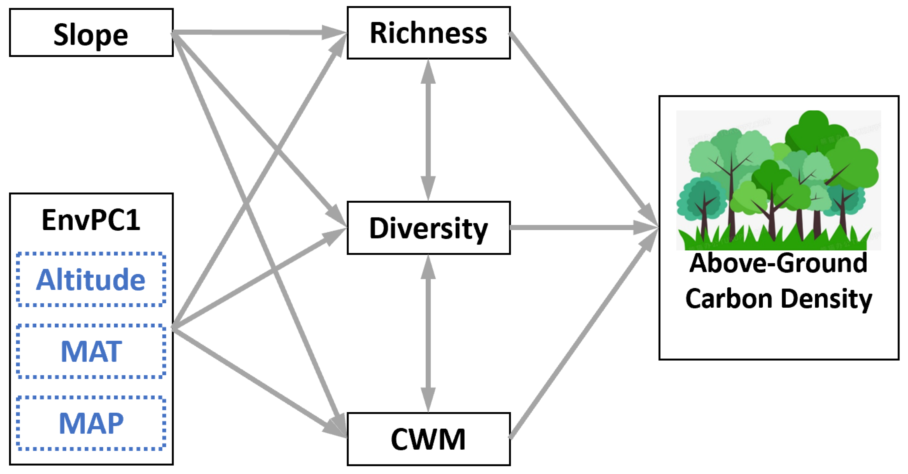 Forests 16 01496 g004