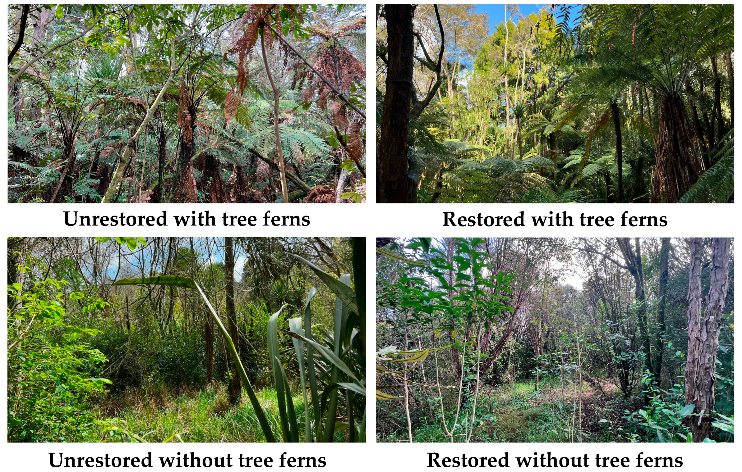 Forests 16 01498 g002