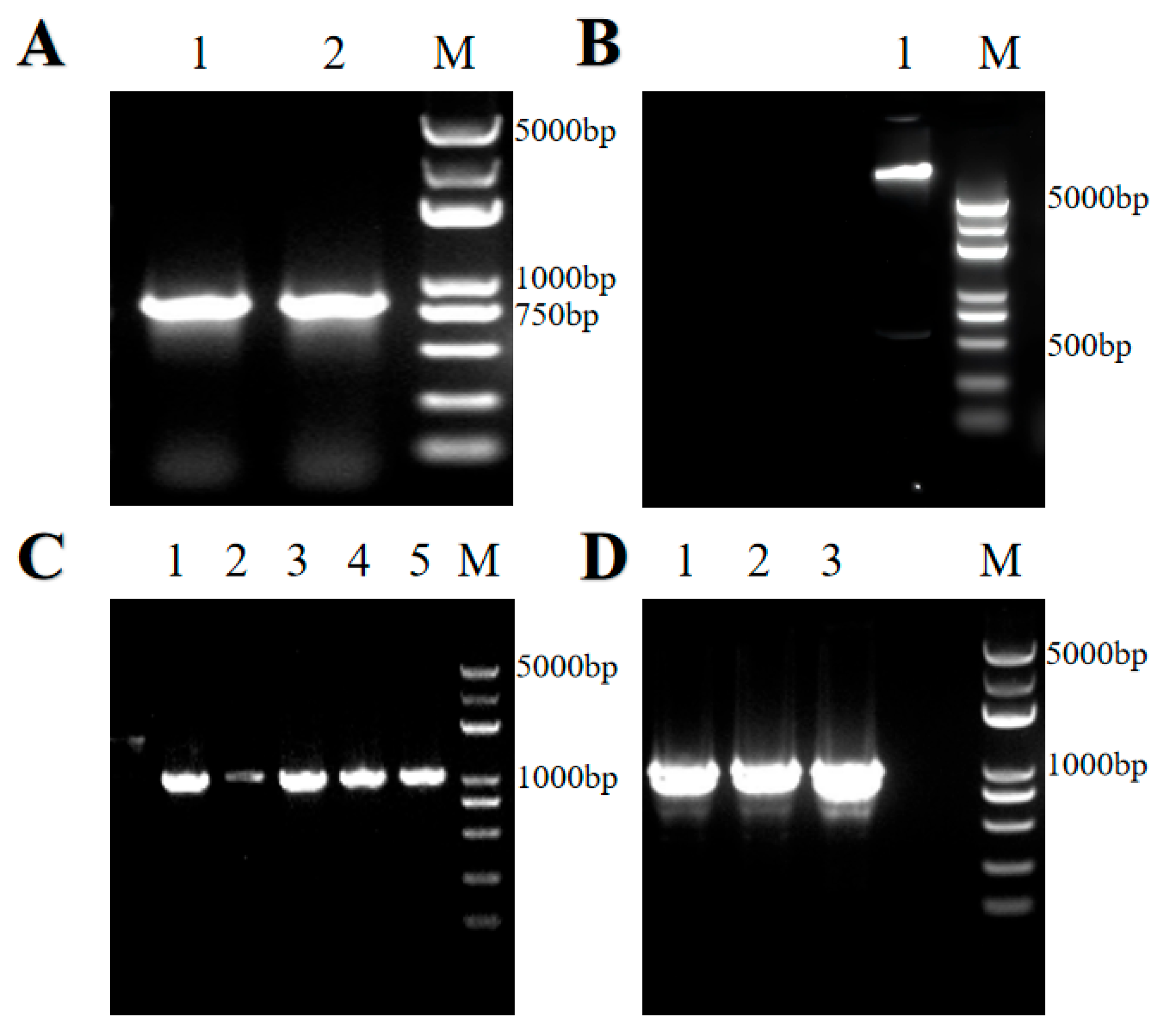 Forests 16 01562 g006