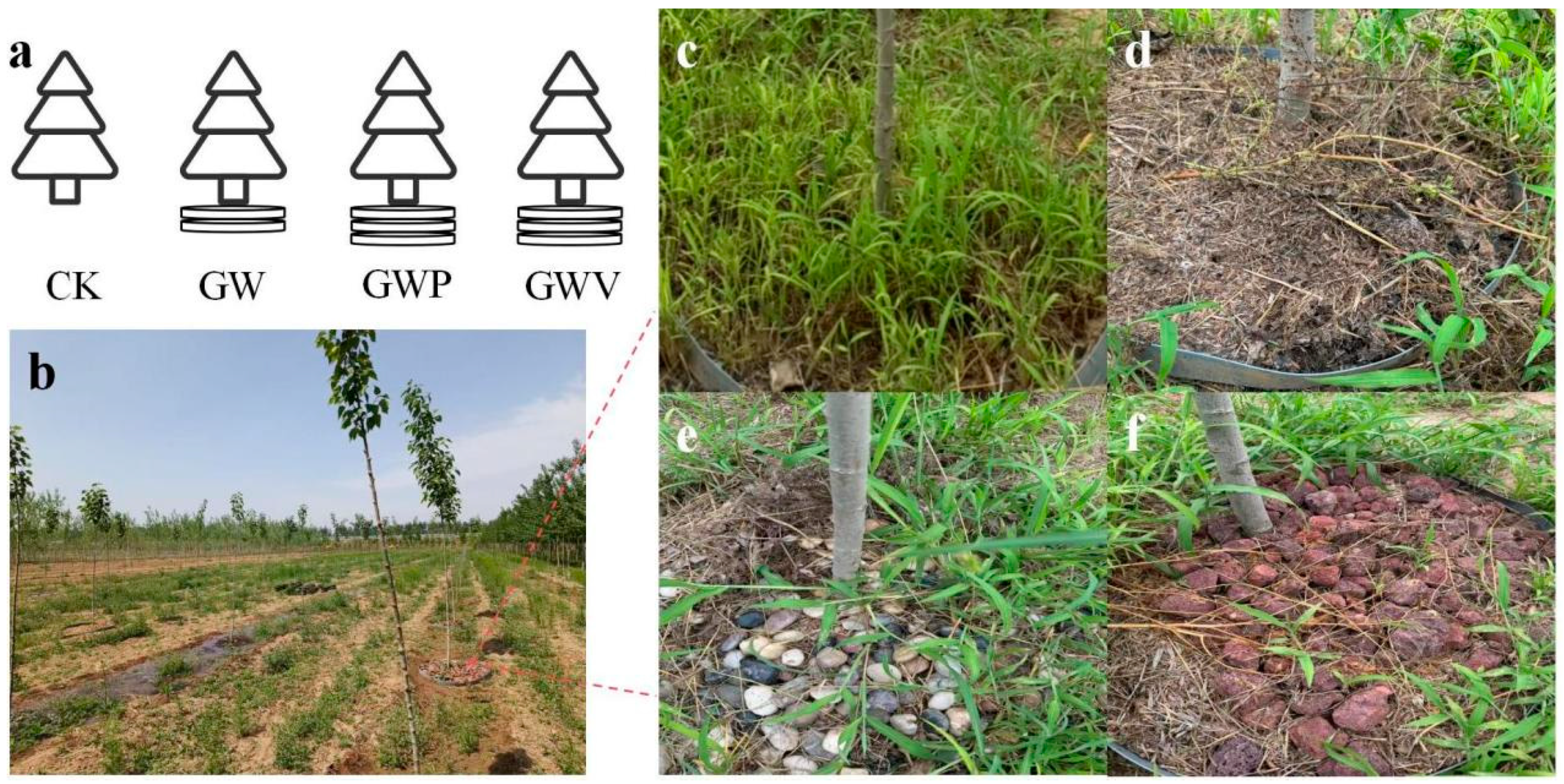 Forests 16 01573 g001