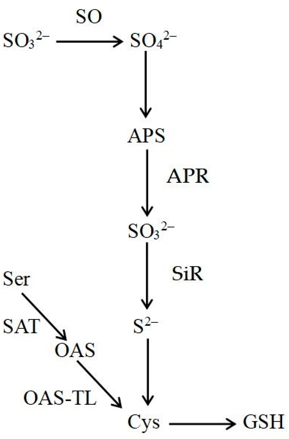 Forests 16 01582 g001