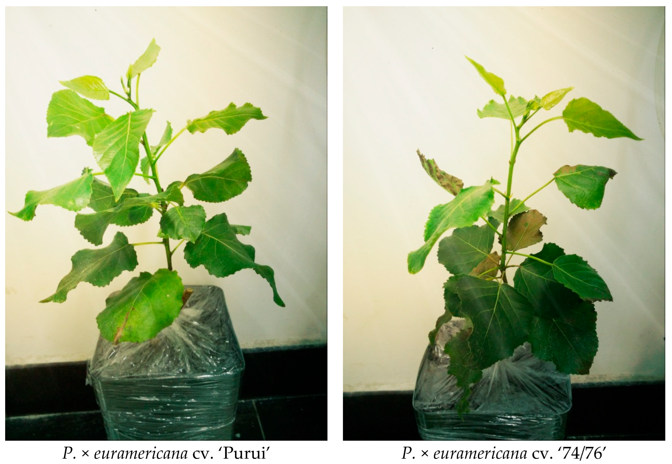 Forests 16 01582 g002