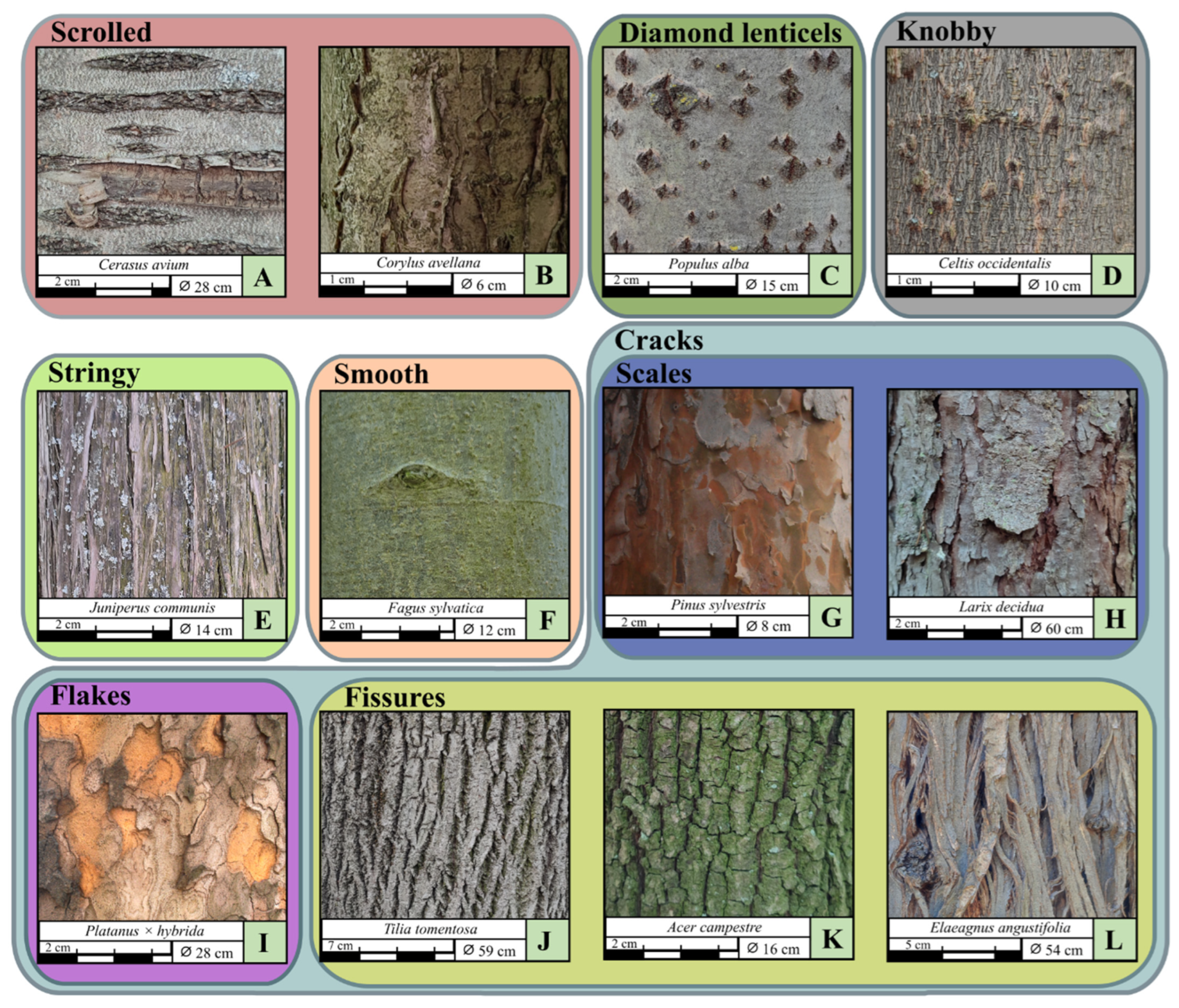 Forests 16 01586 g002 Forests 16 01586 g002