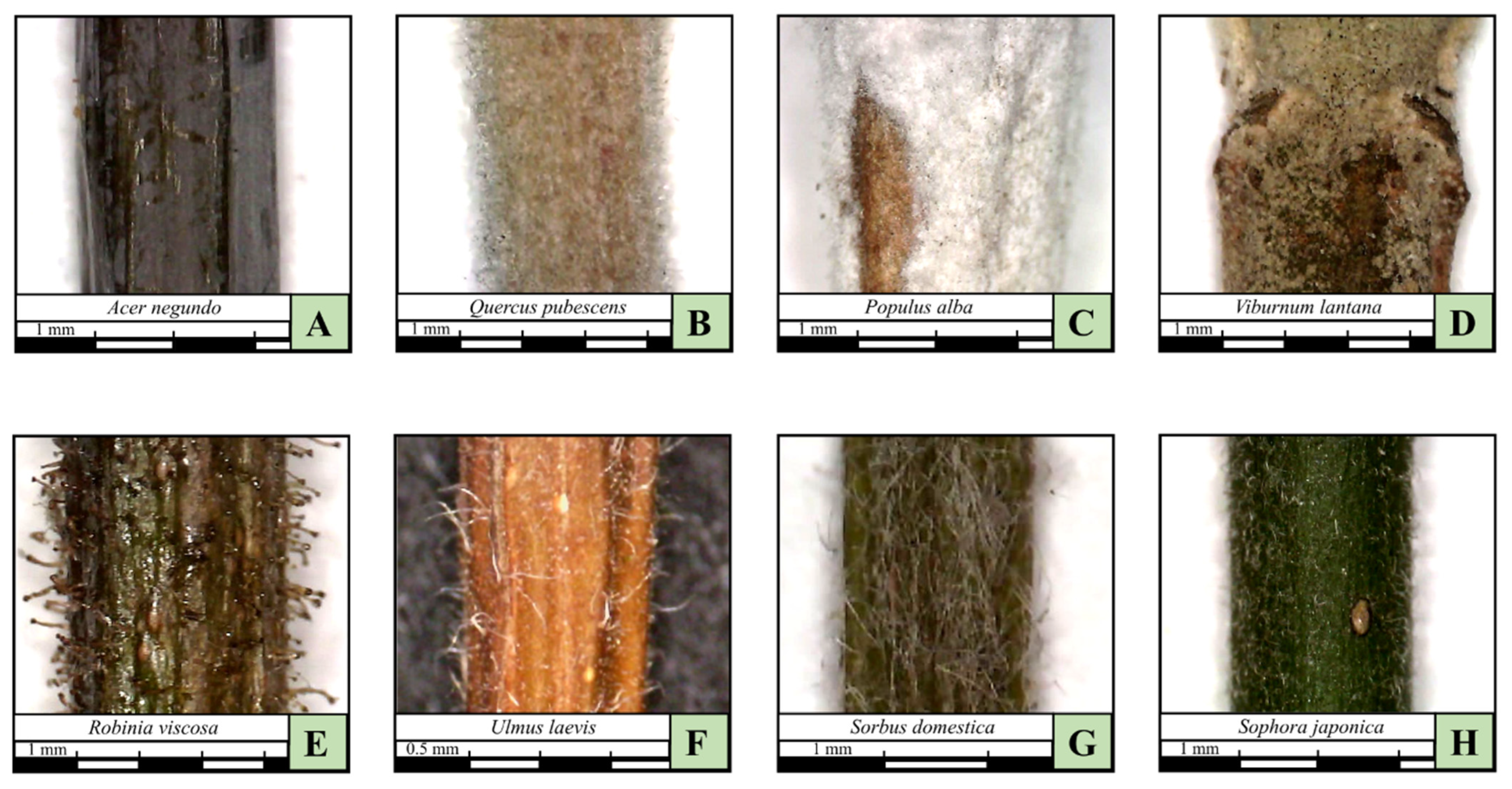 Forests 16 01586 g004 Forests 16 01586 g004