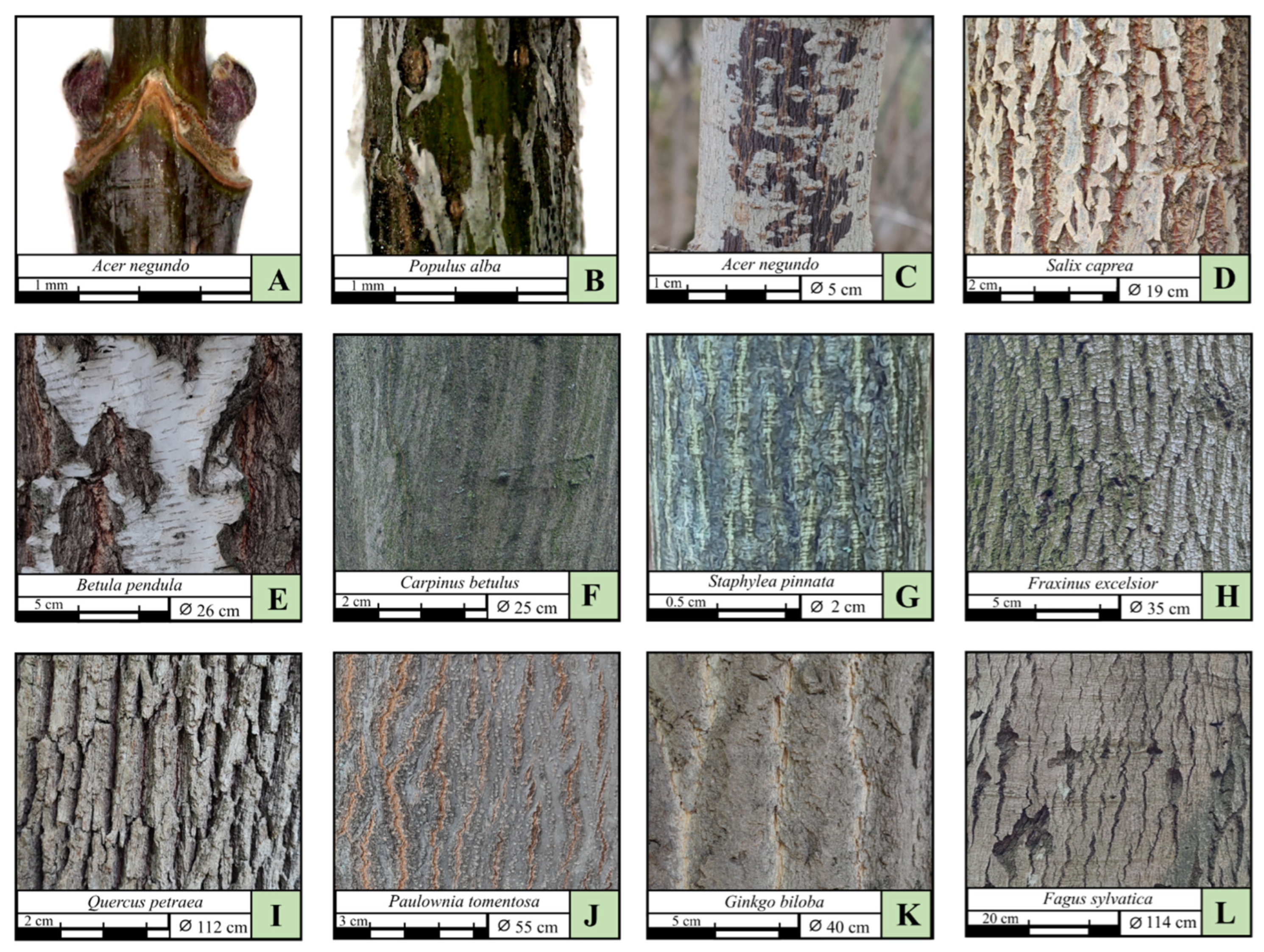 Forests 16 01586 g005 Forests 16 01586 g005