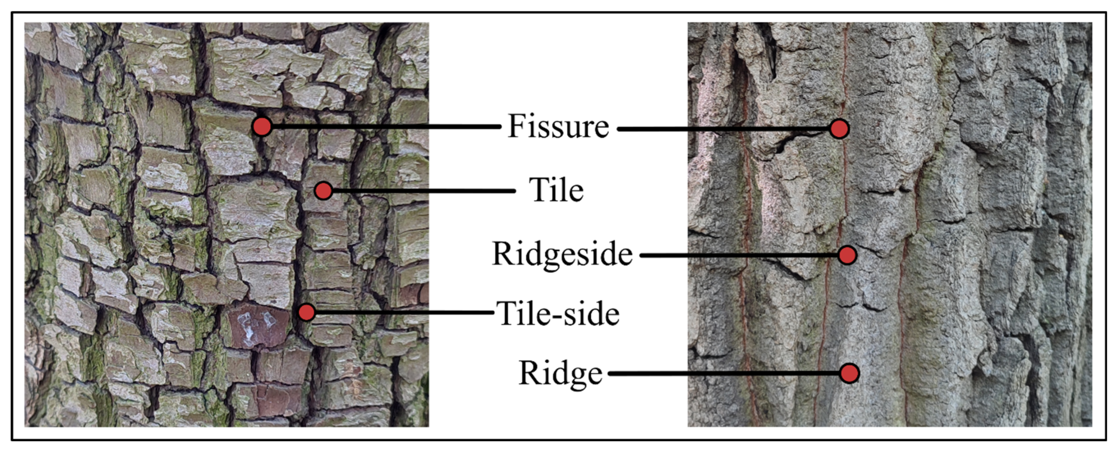 Forests 16 01586 g006 Forests 16 01586 g006
