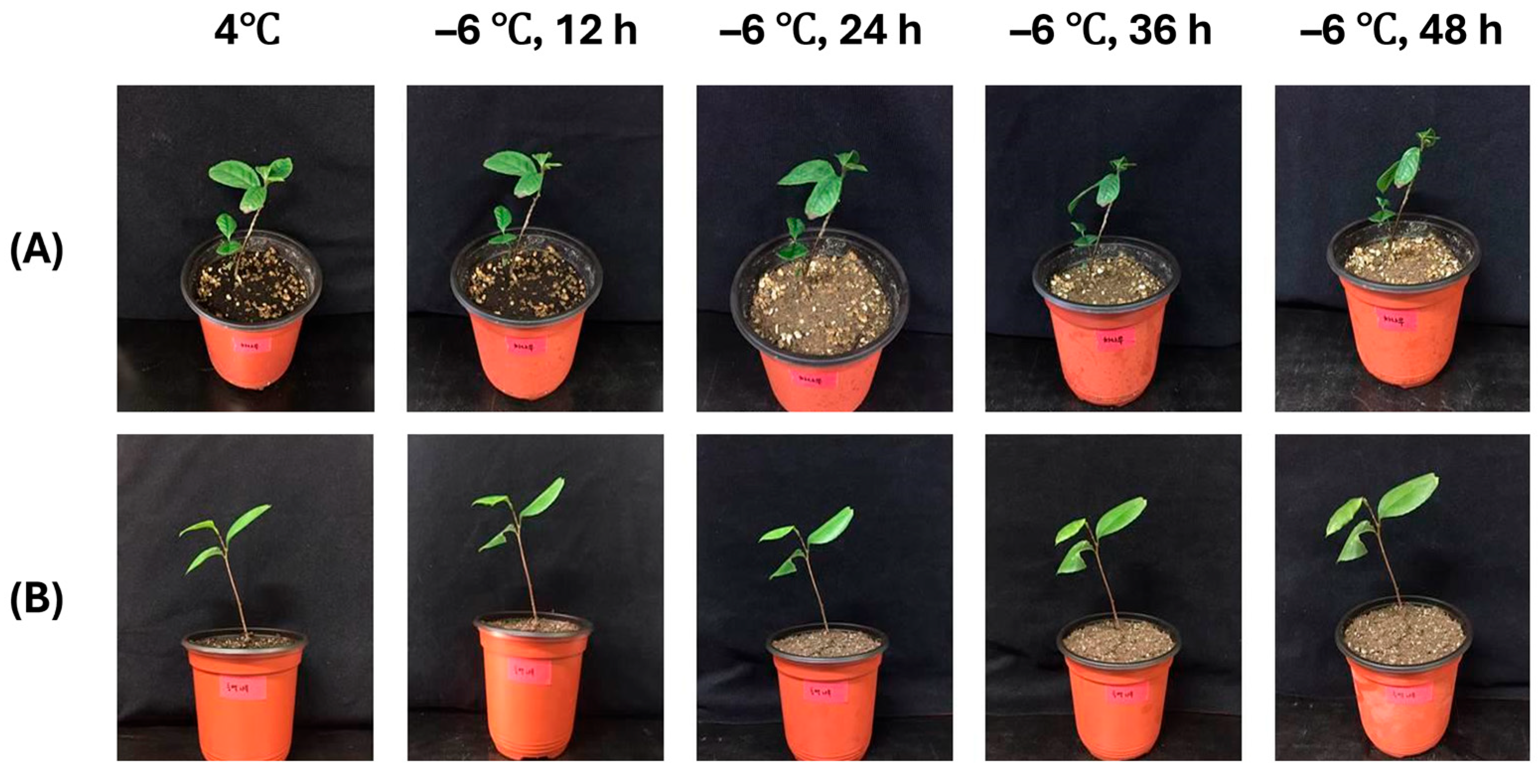 Forests 16 01601 g002