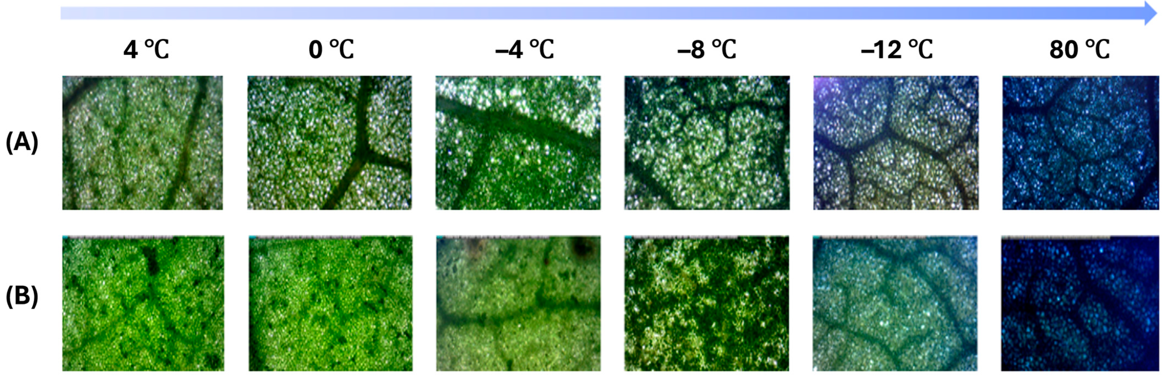Forests 16 01601 g005