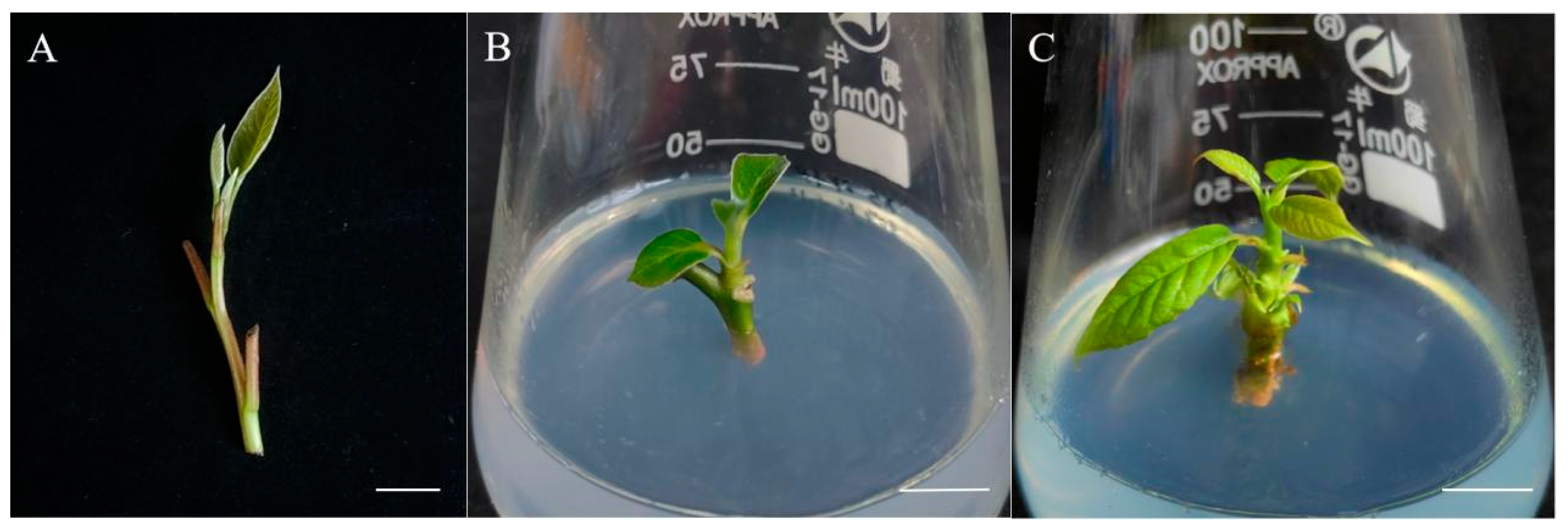 Forests 16 01646 g001