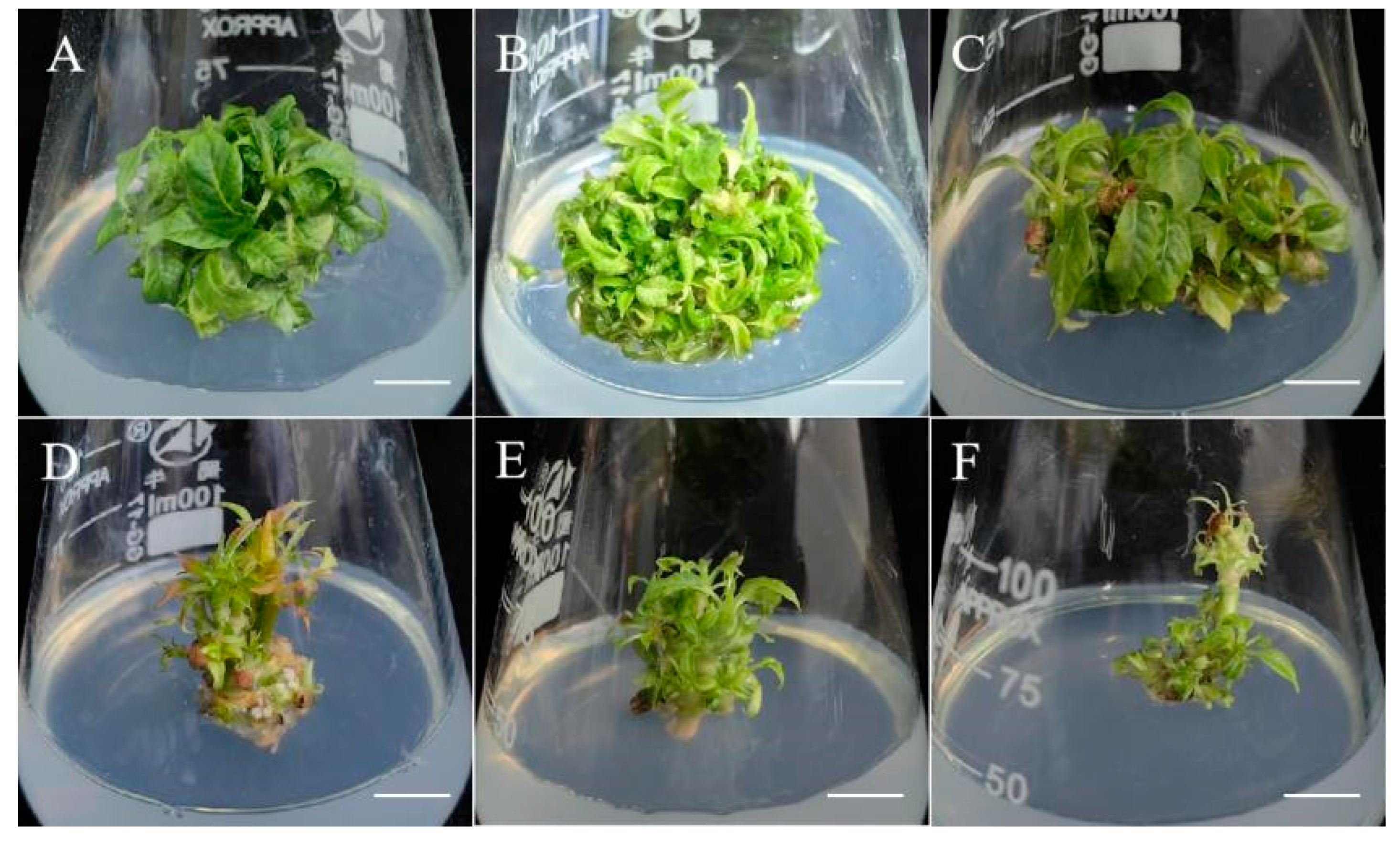 Forests 16 01646 g002