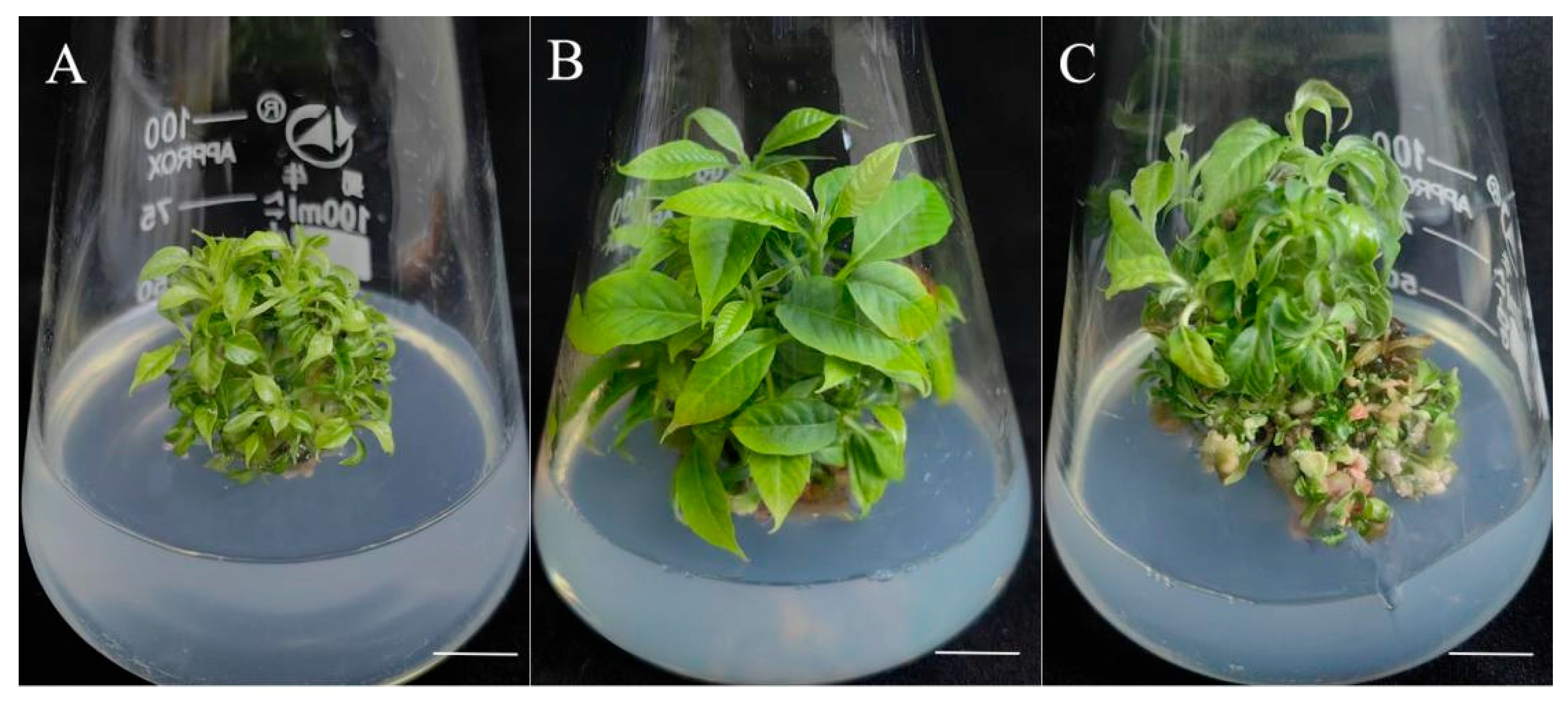 Forests 16 01646 g003
