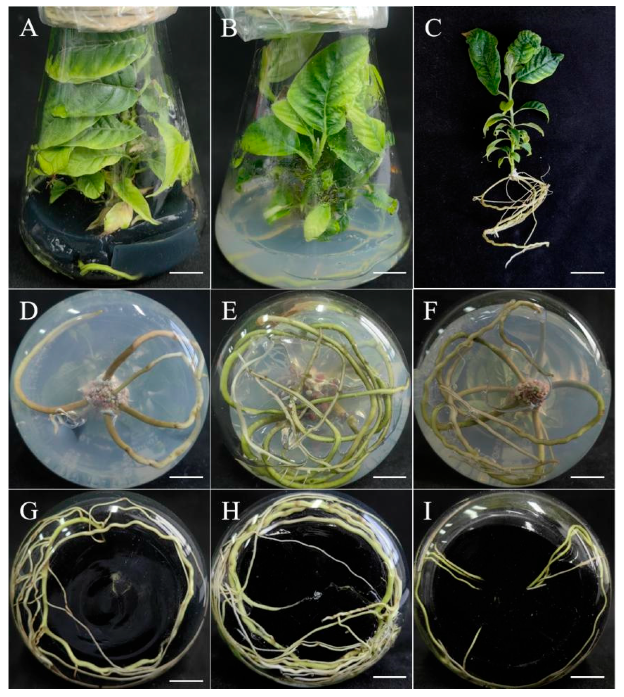 Forests 16 01646 g005