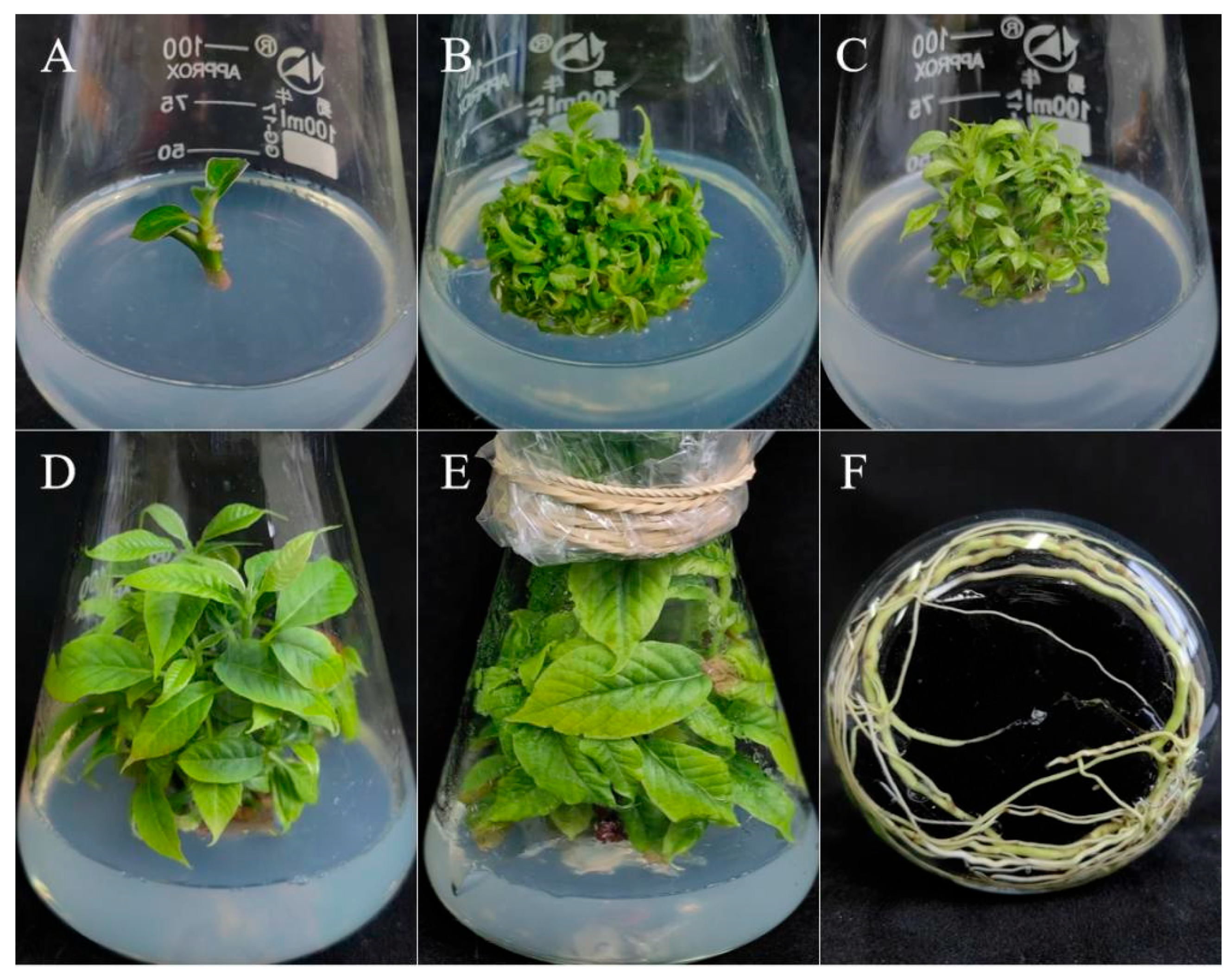 Forests 16 01646 g007