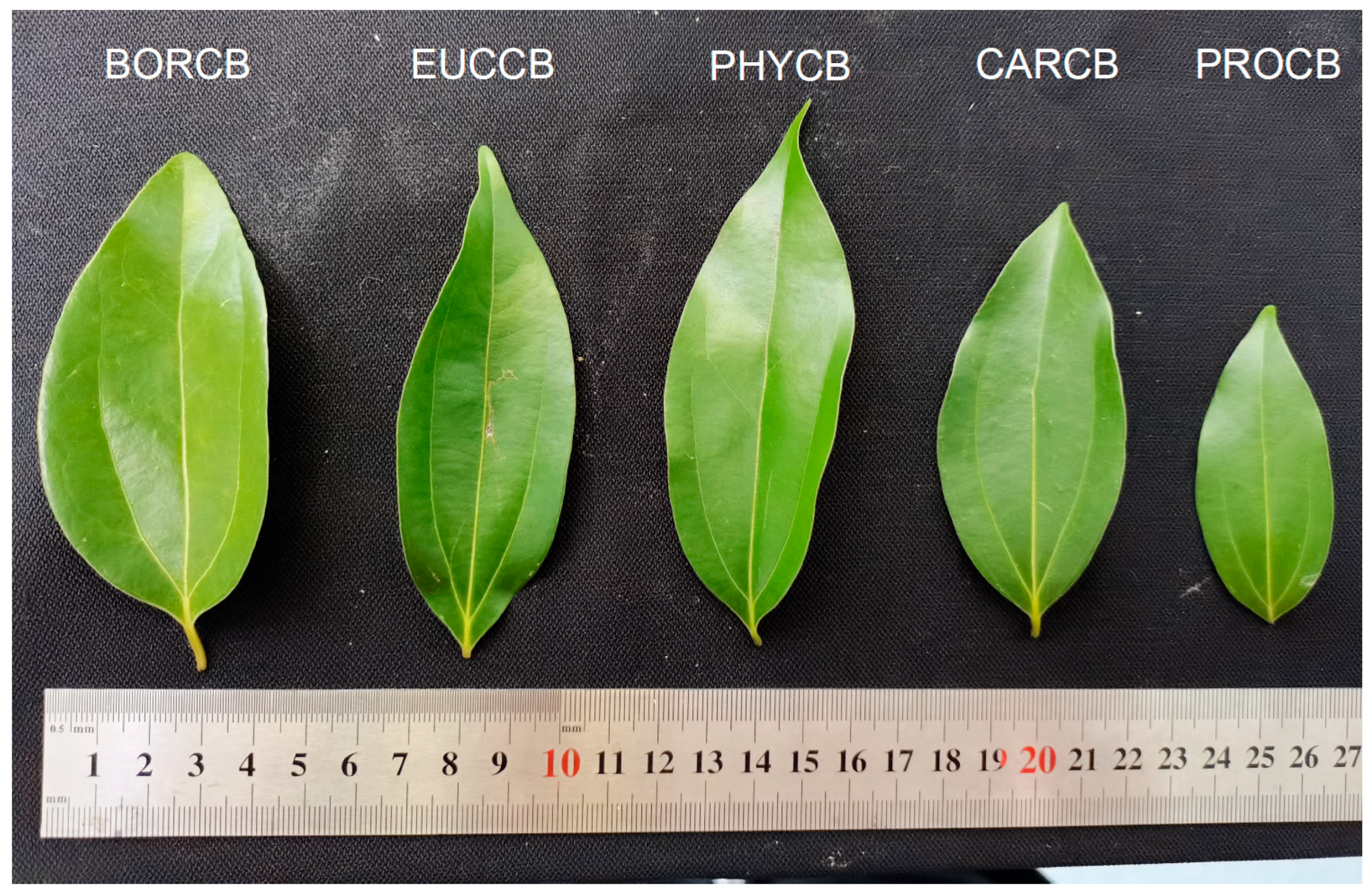 Forests 16 01647 g008
