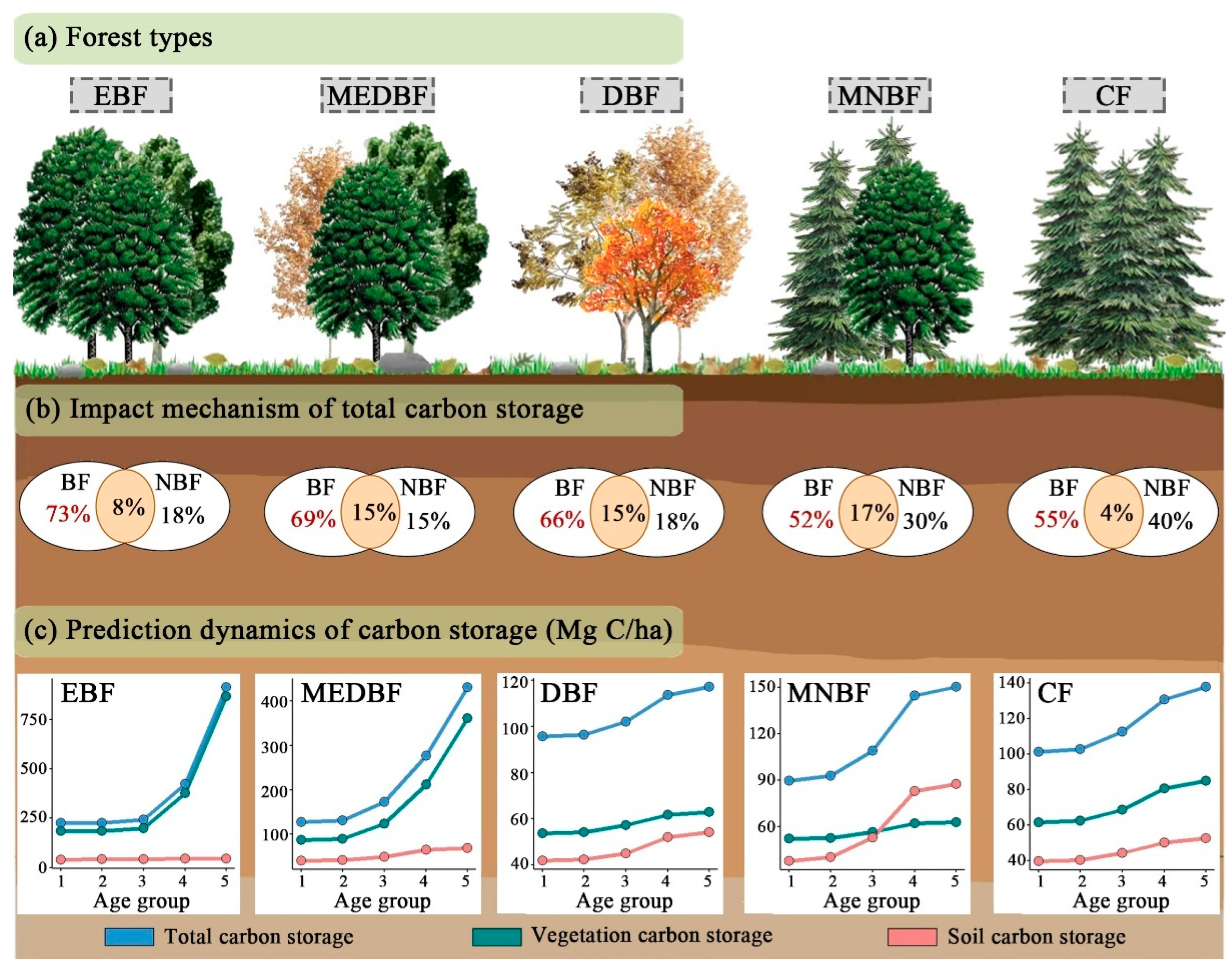 Forests 16 01648 g007