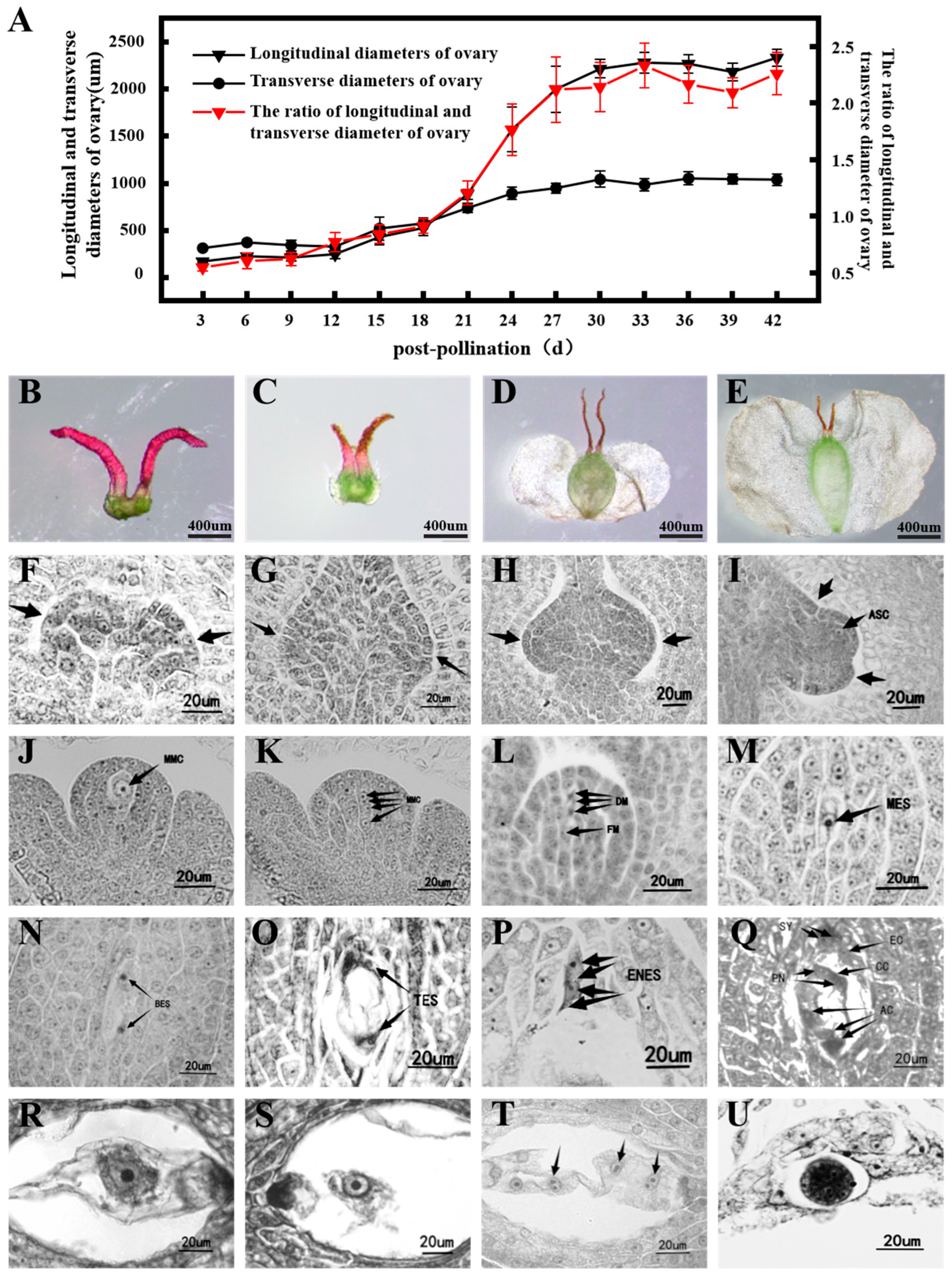 Forests 16 01667 g001 Forests 16 01667 g001