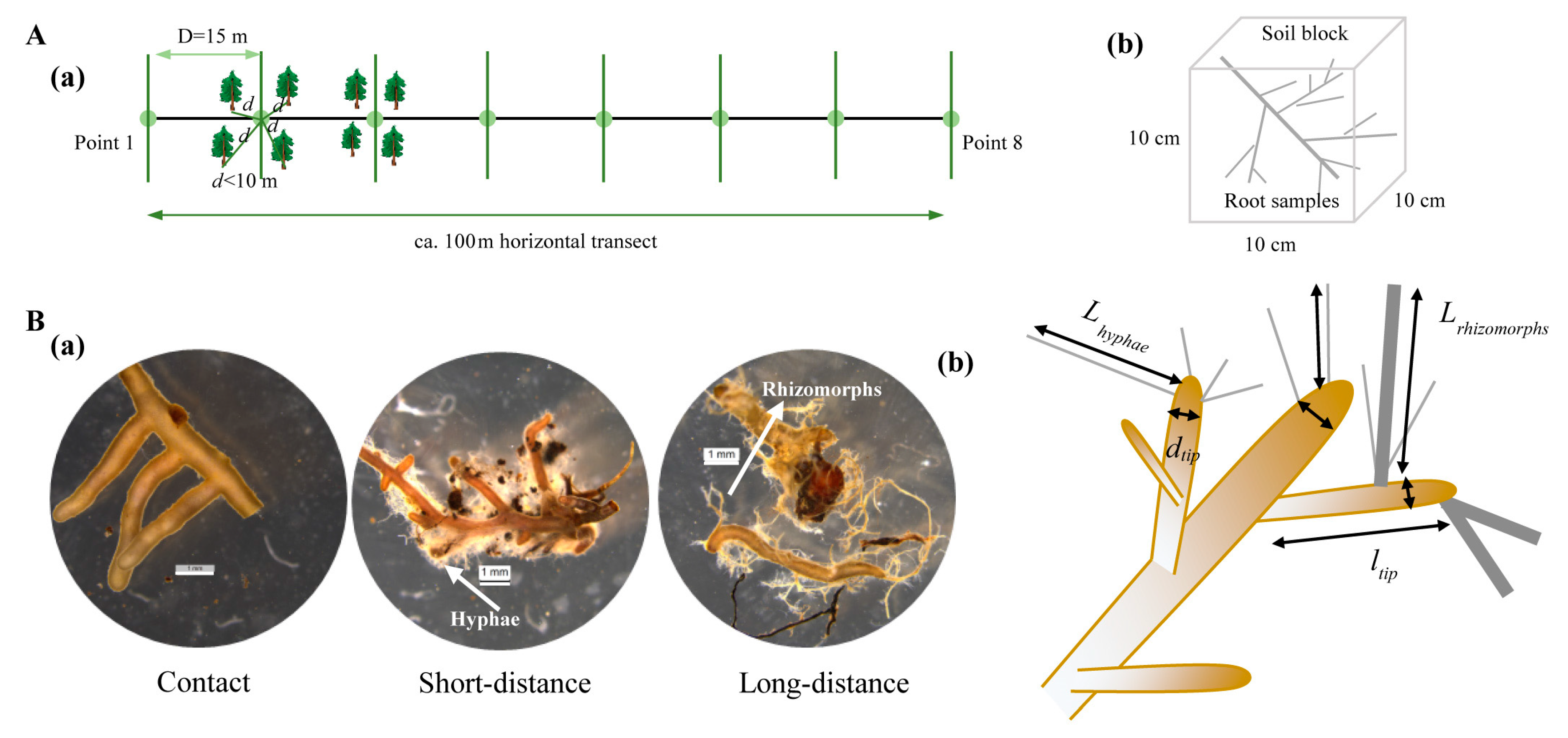 Forests 16 01670 g001 Forests 16 01670 g001